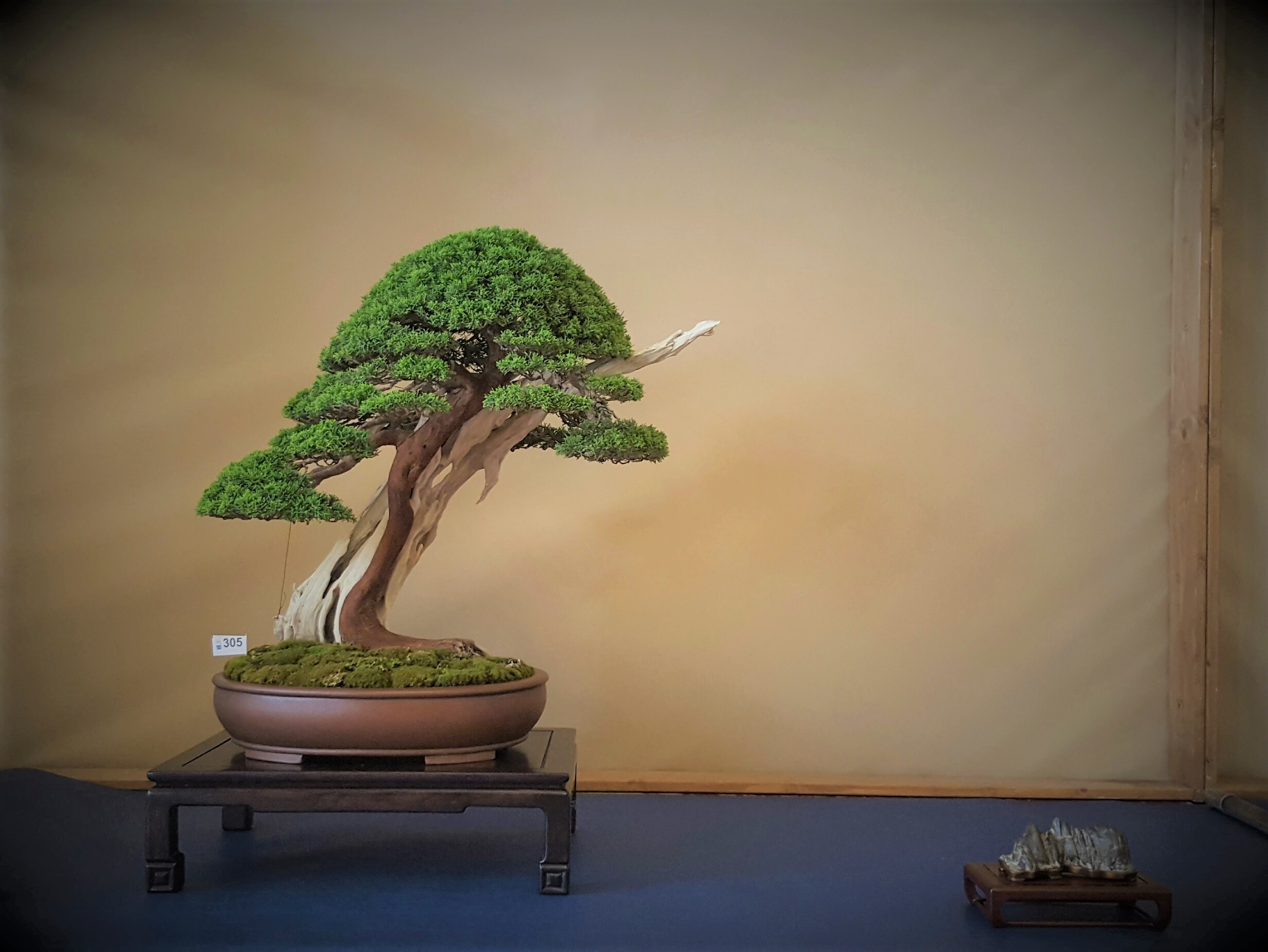 Bonsai