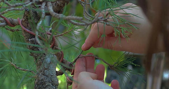 Bonsai Wire