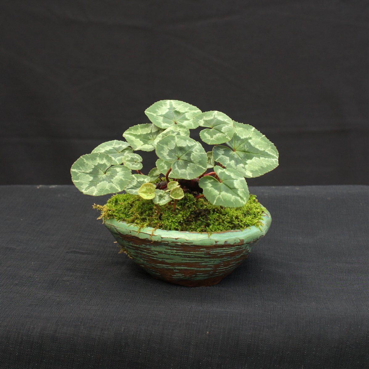 Cyclamen