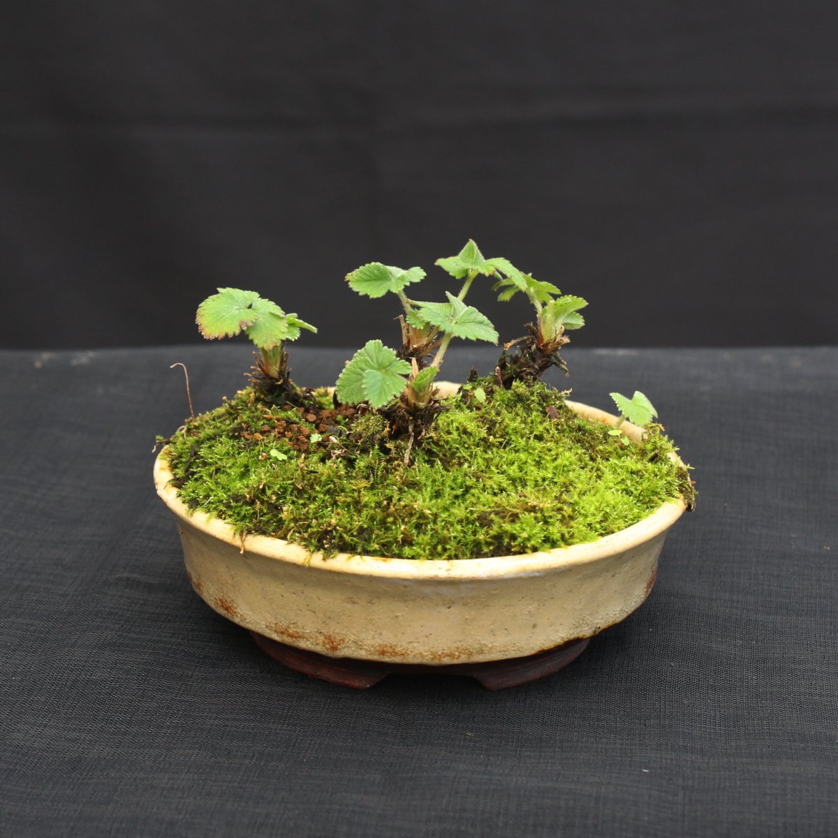 Fragaria