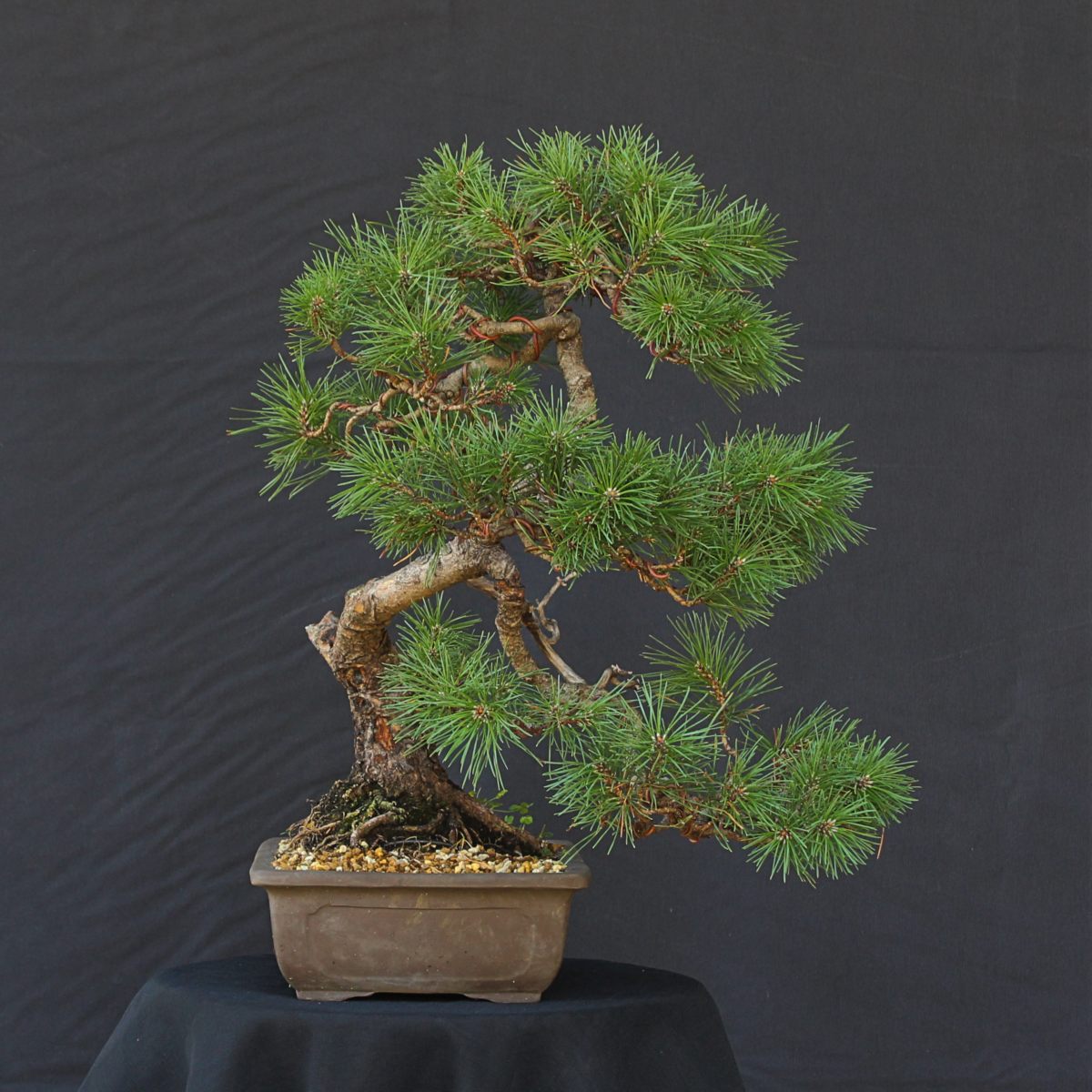 Pinus sylvestris, Bonsai da esterno | IAB_0226 | In Arte ...