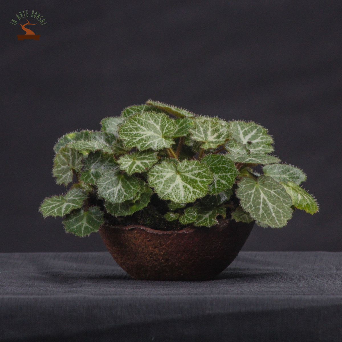Saxifraga stolonifera