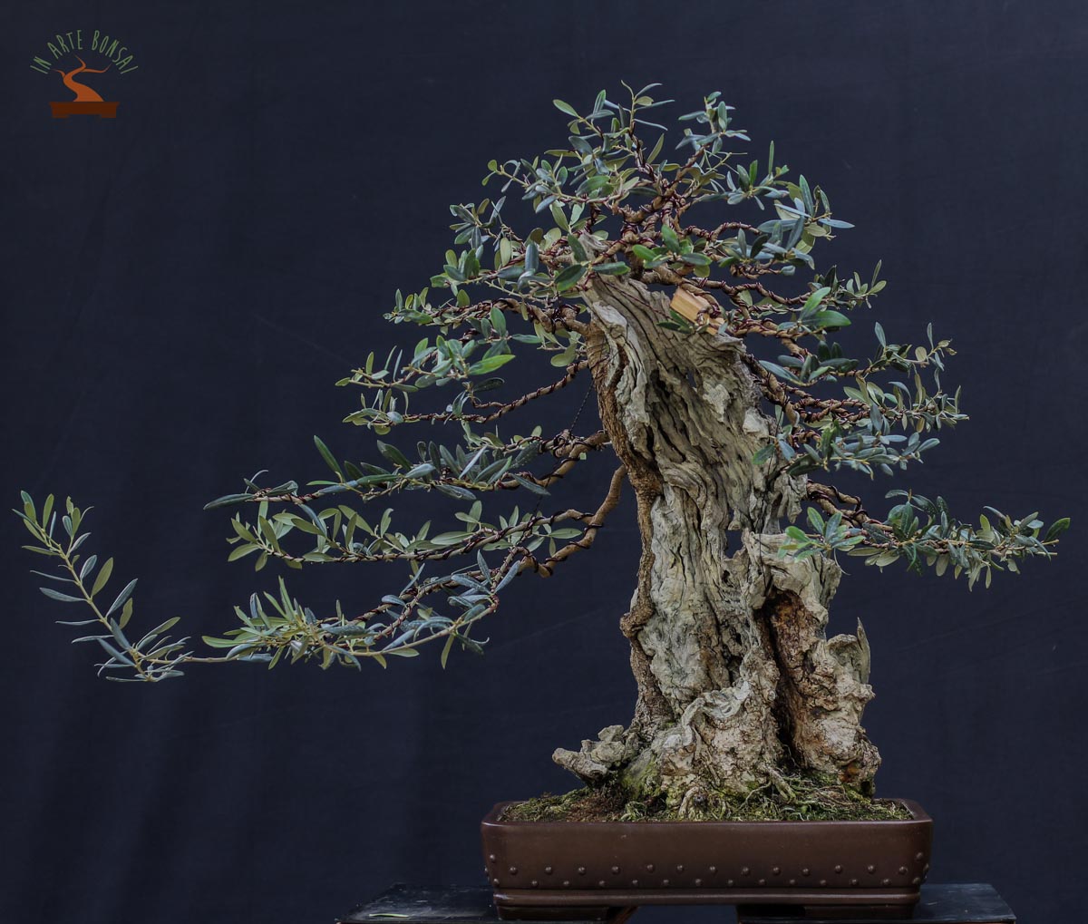 working-on-an-european-olive-specimen