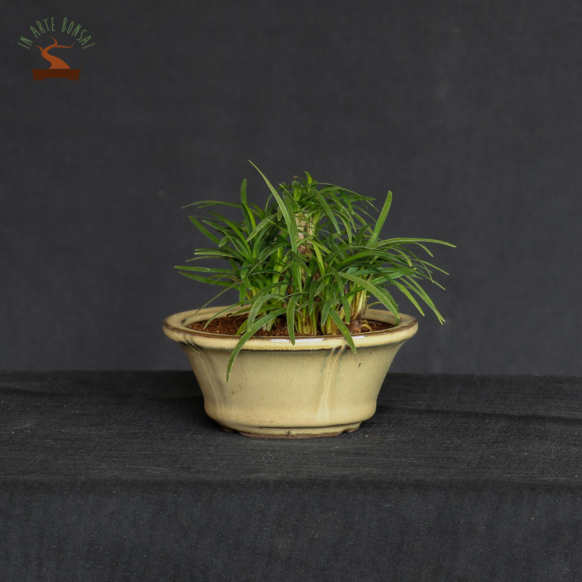 Ophiopogon japonicus