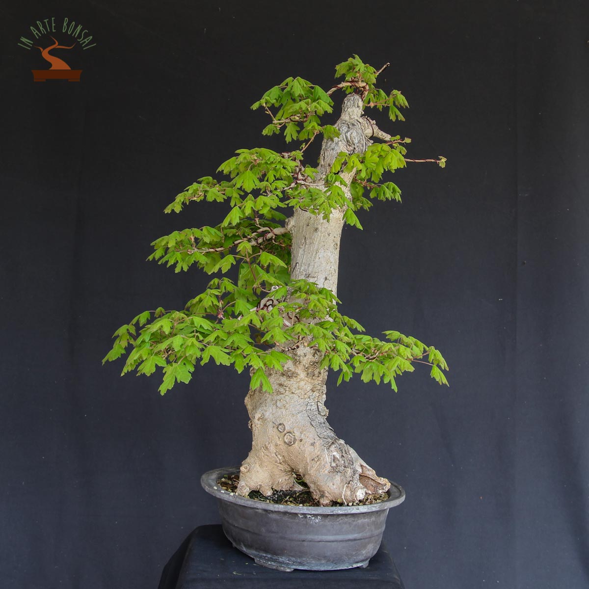 bonsaï extérieur prix