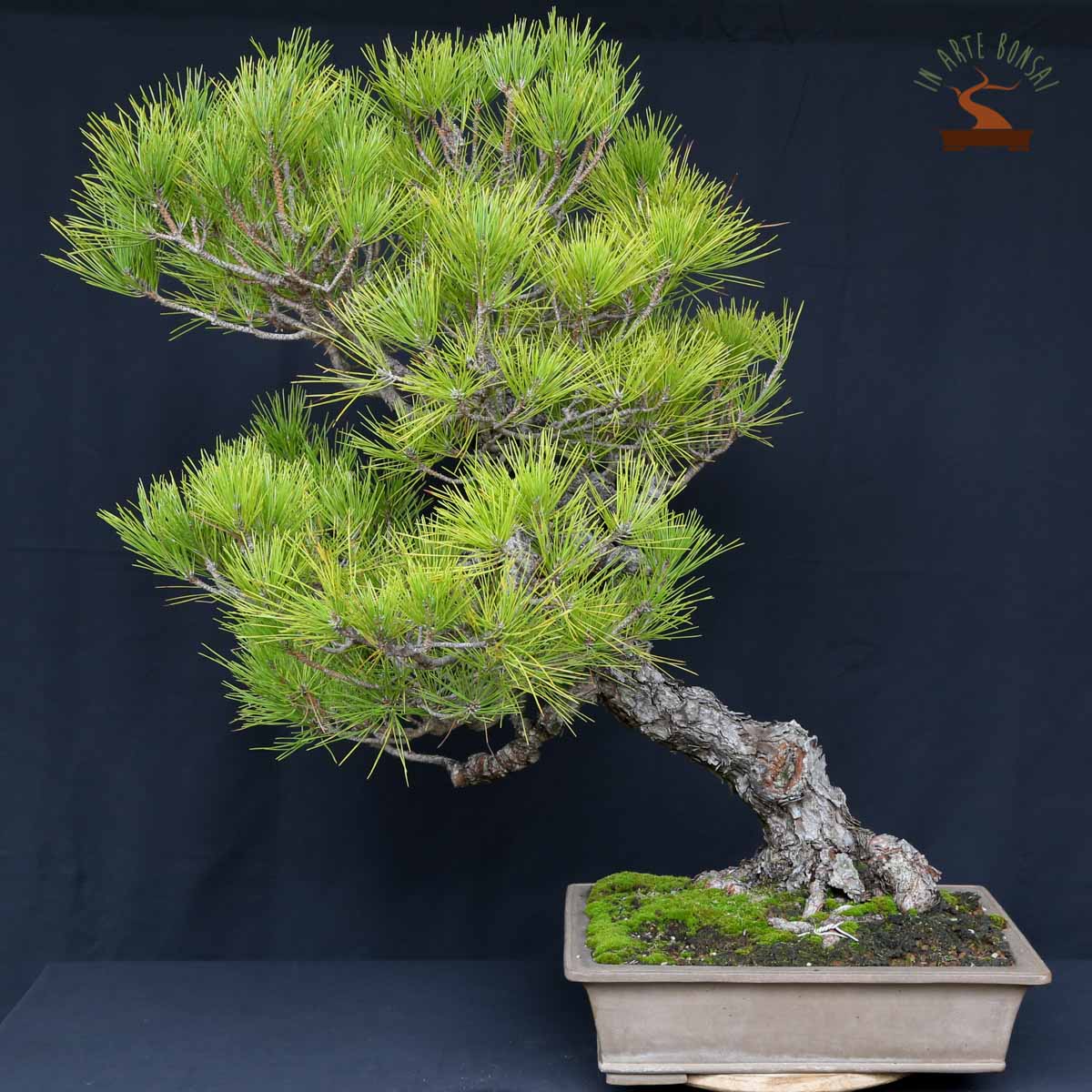 Pinus Thunbergii Idéal pour Bonsaï 150 Graines Fraîches Pin Noir Japonais