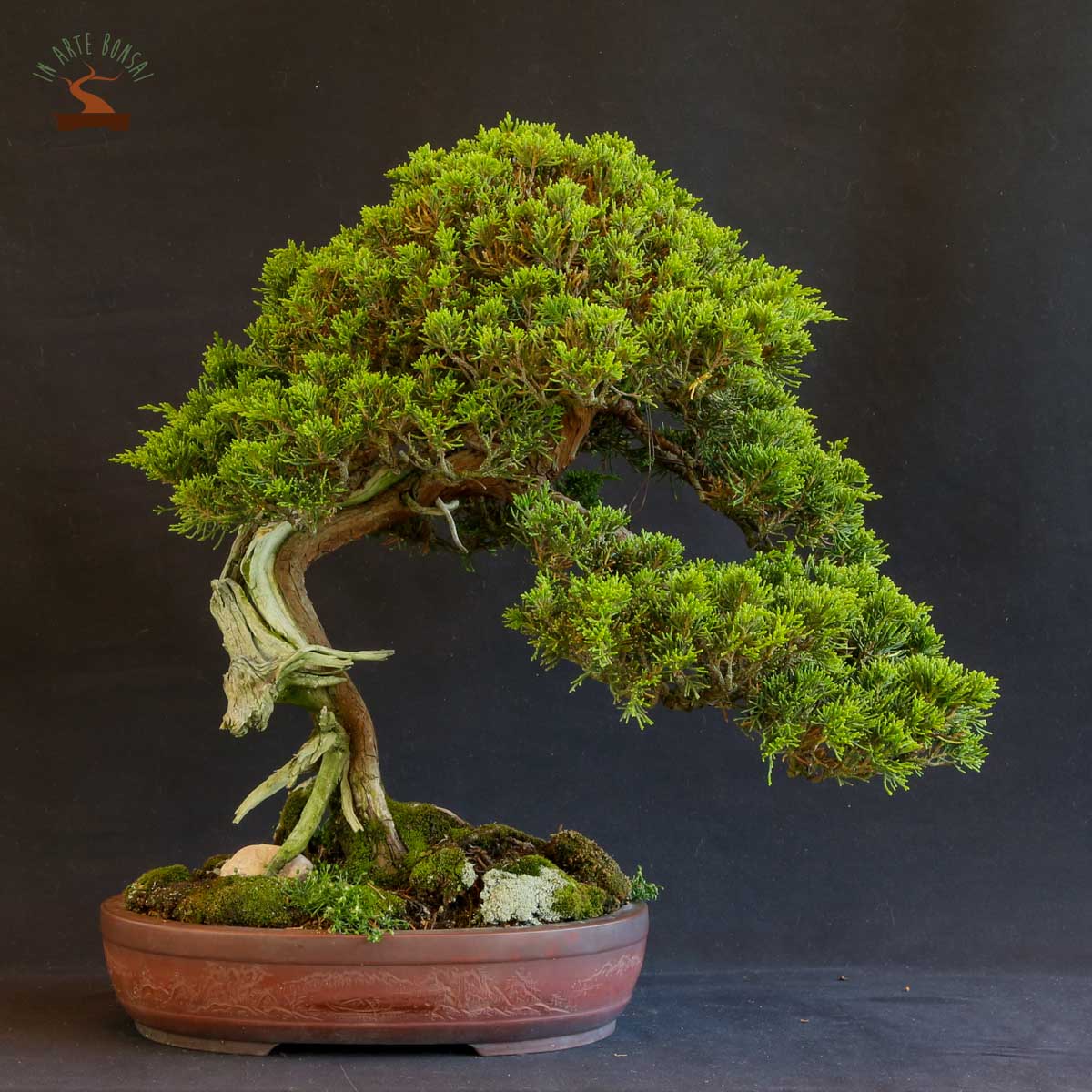 Juniperus rastrera