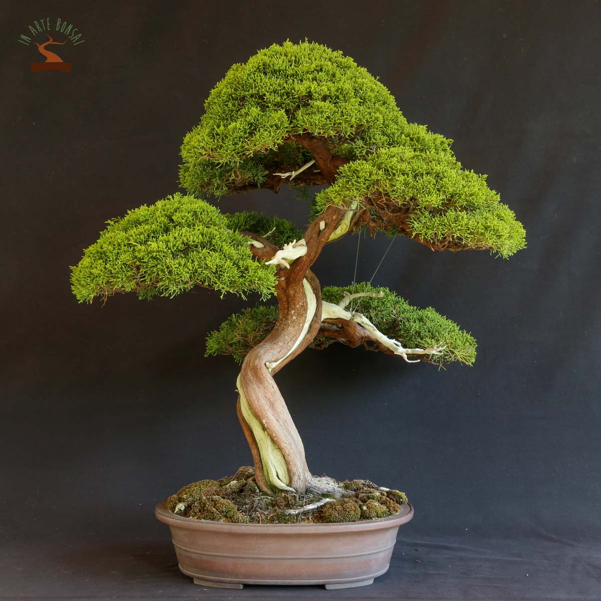 Juniperus chinensis var. Itoigawa