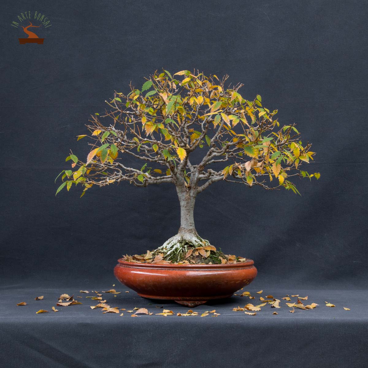 Bonsaï Zelkova serrata en forme de boule avec cache-pot bleu