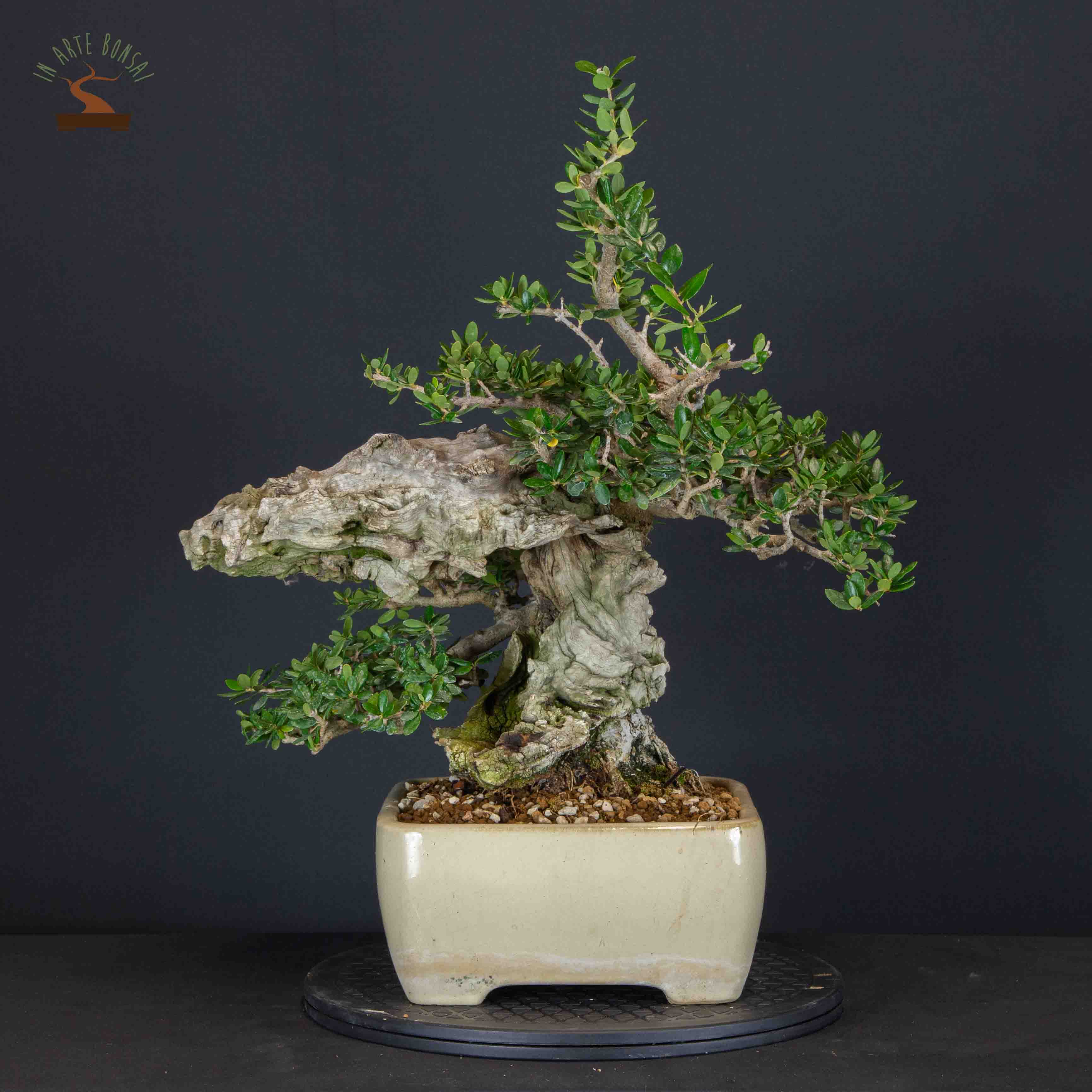 Olea europea sylvestris