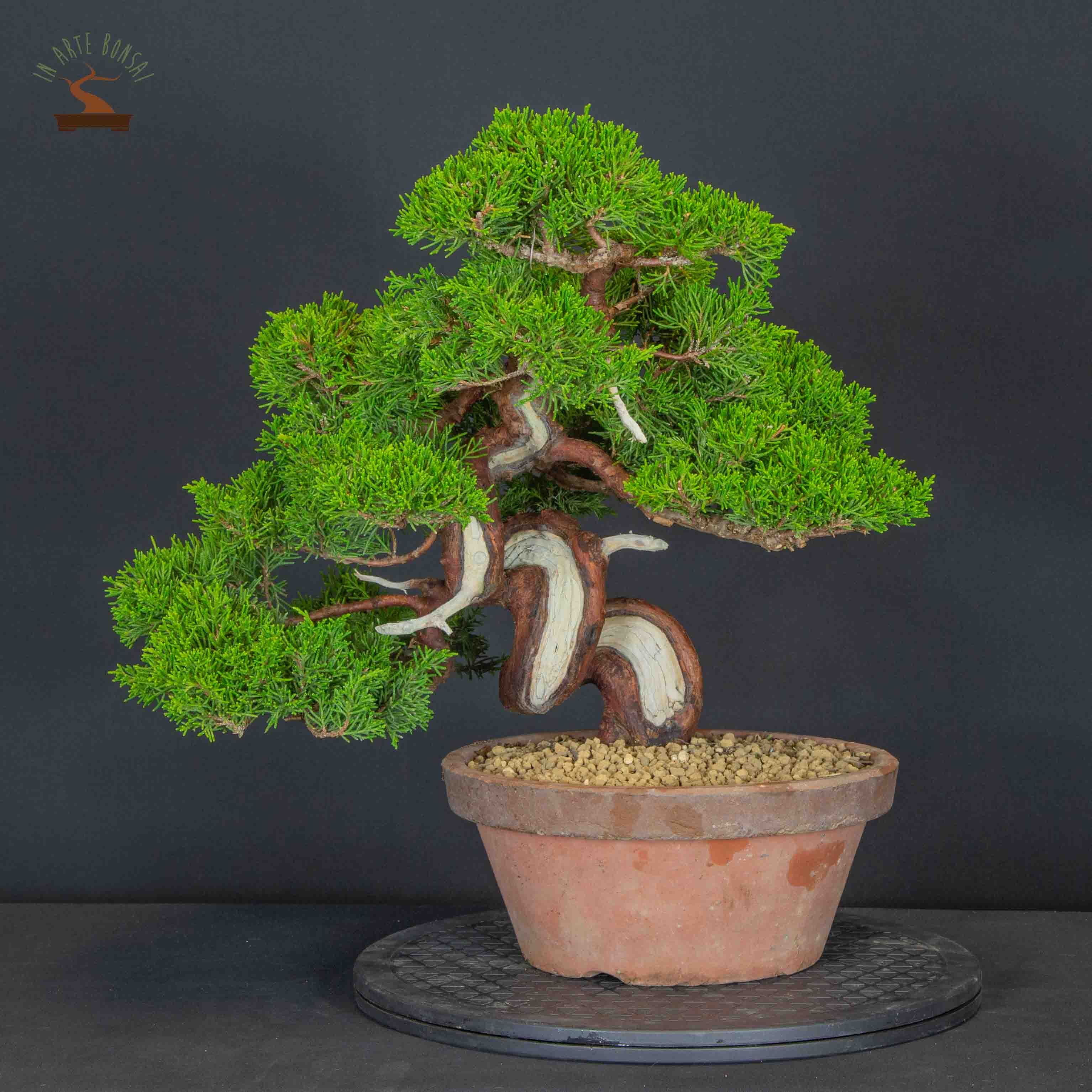Juniperus chinensis var. Itoigawa