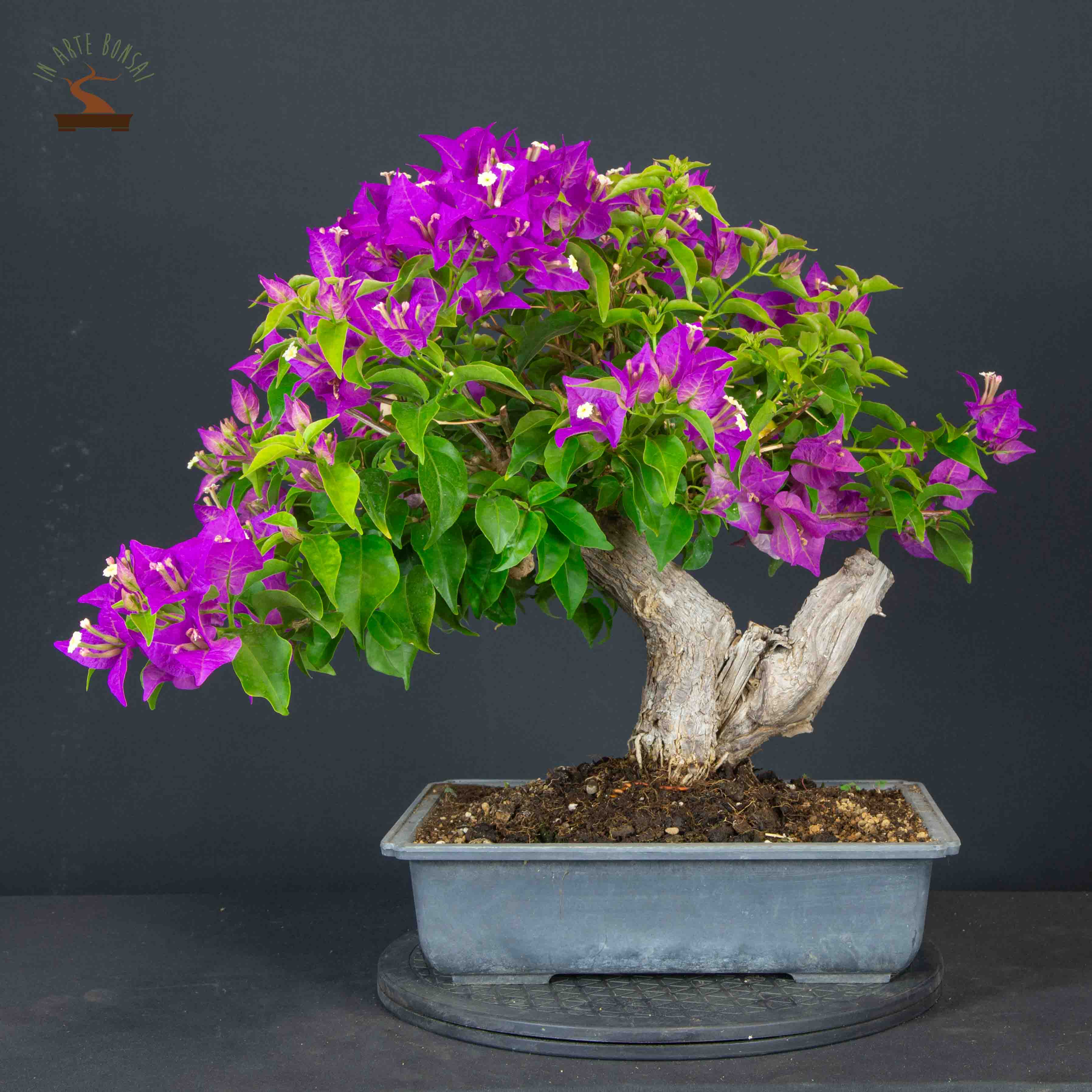 Bougainvillea