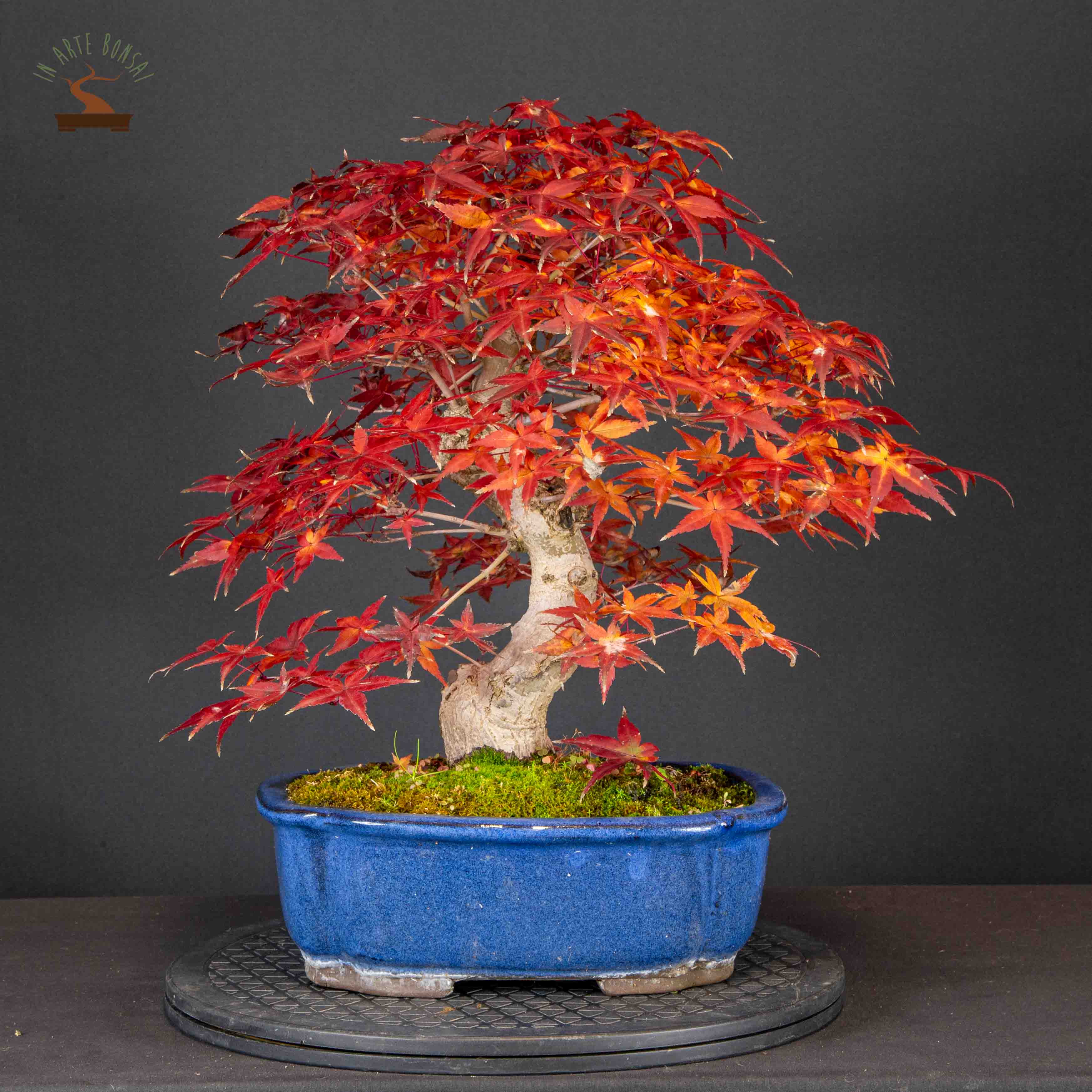 Acer palmatum var. deshojo