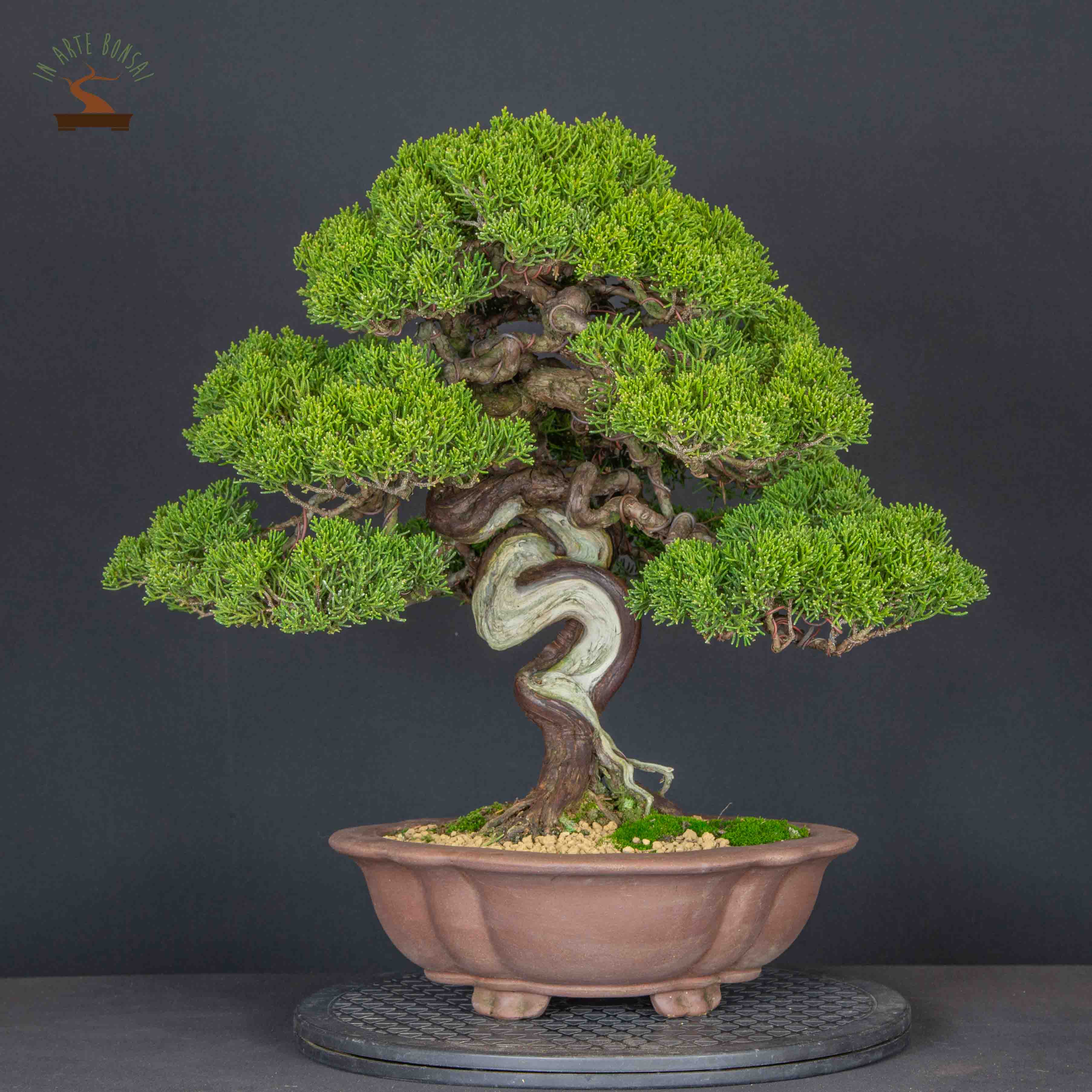 Juniperus chinensis var. Itoigawa