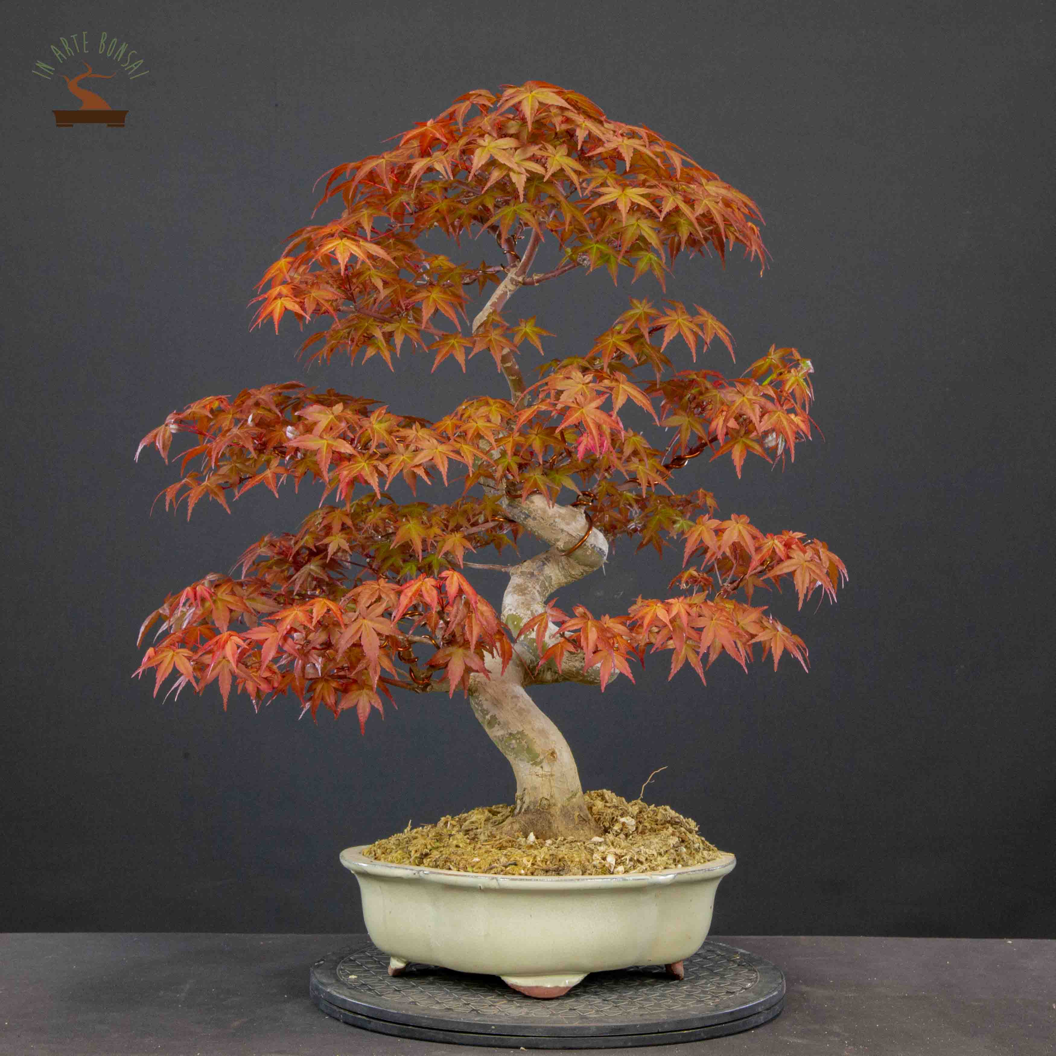 Acer palmatum var. deshojo