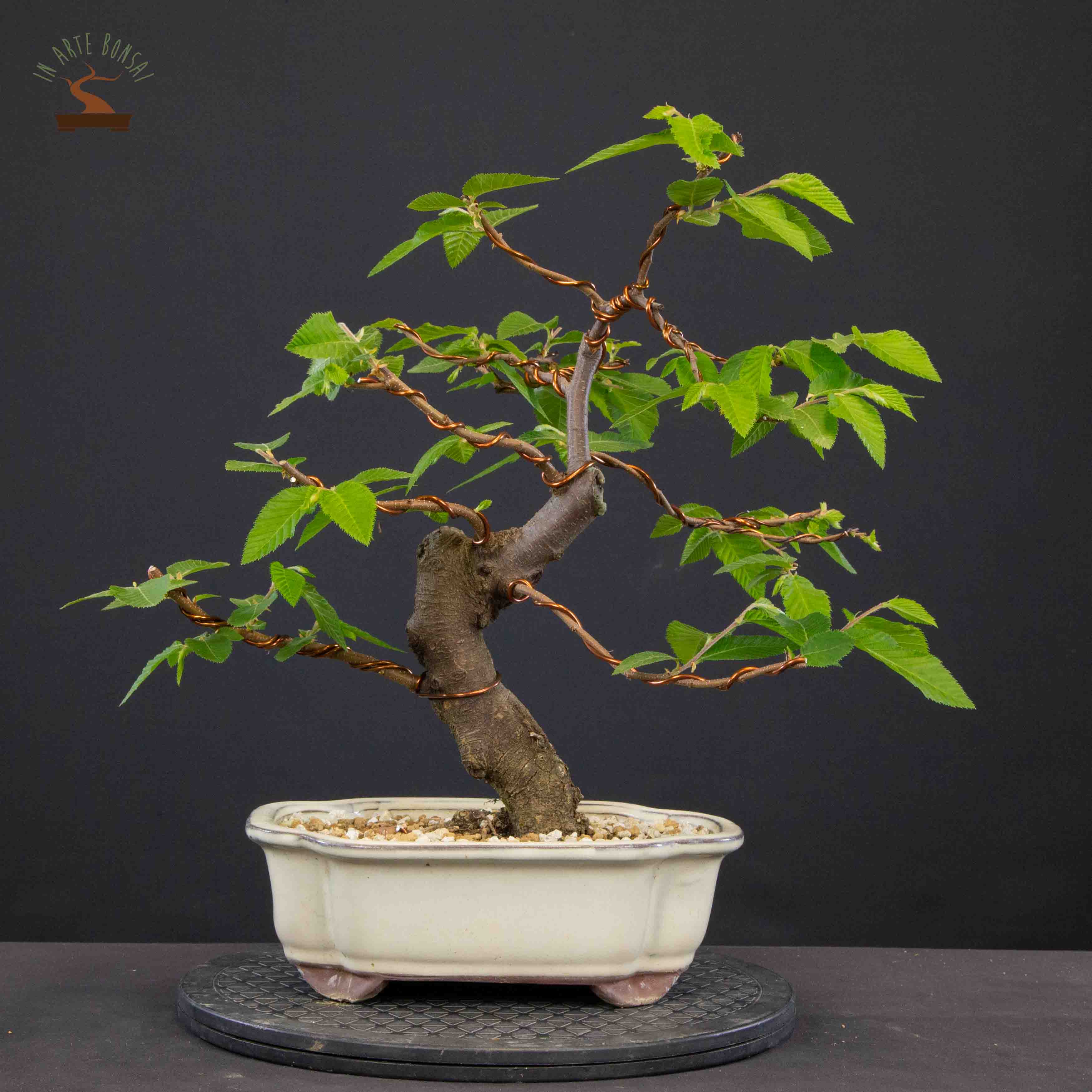Ostrya carpinifolia
