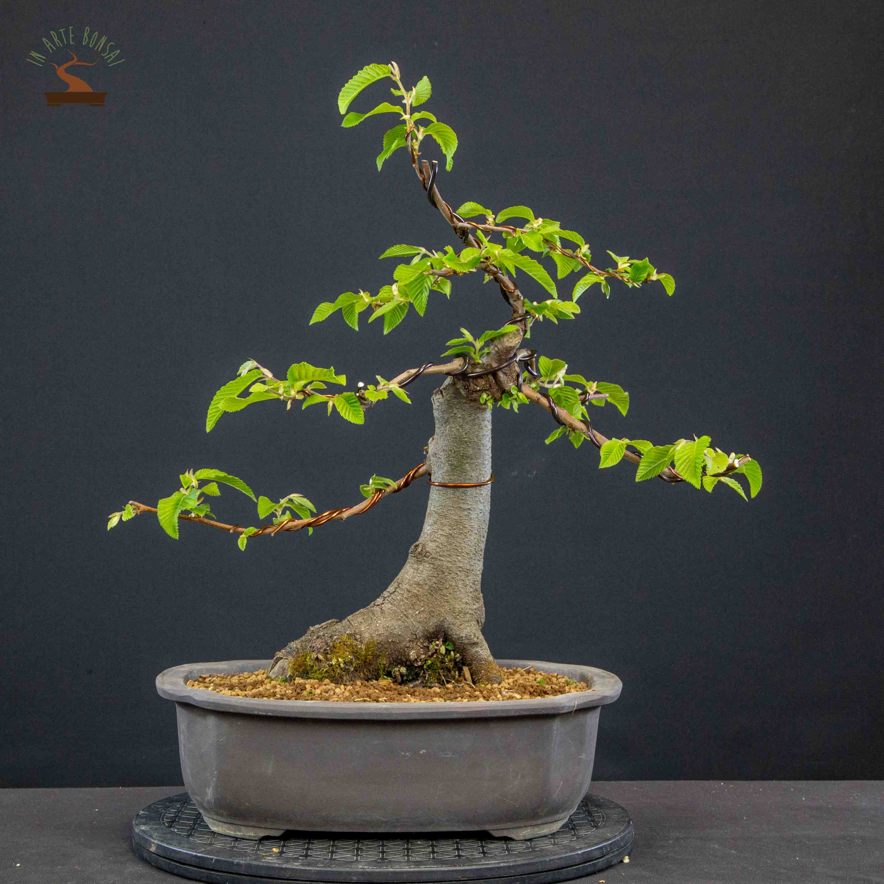 Ostrya carpinifolia