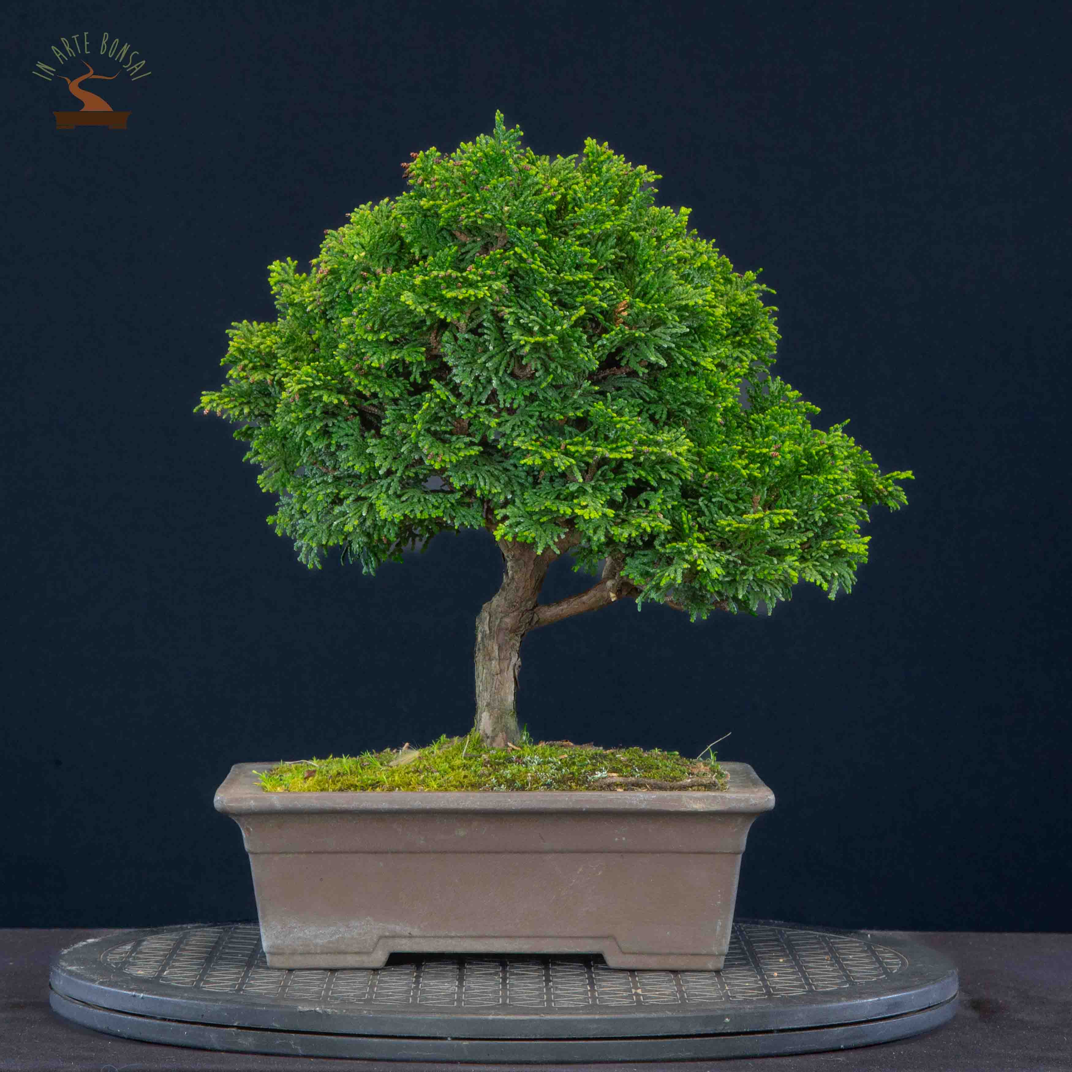 Chamaecyparis obtusa