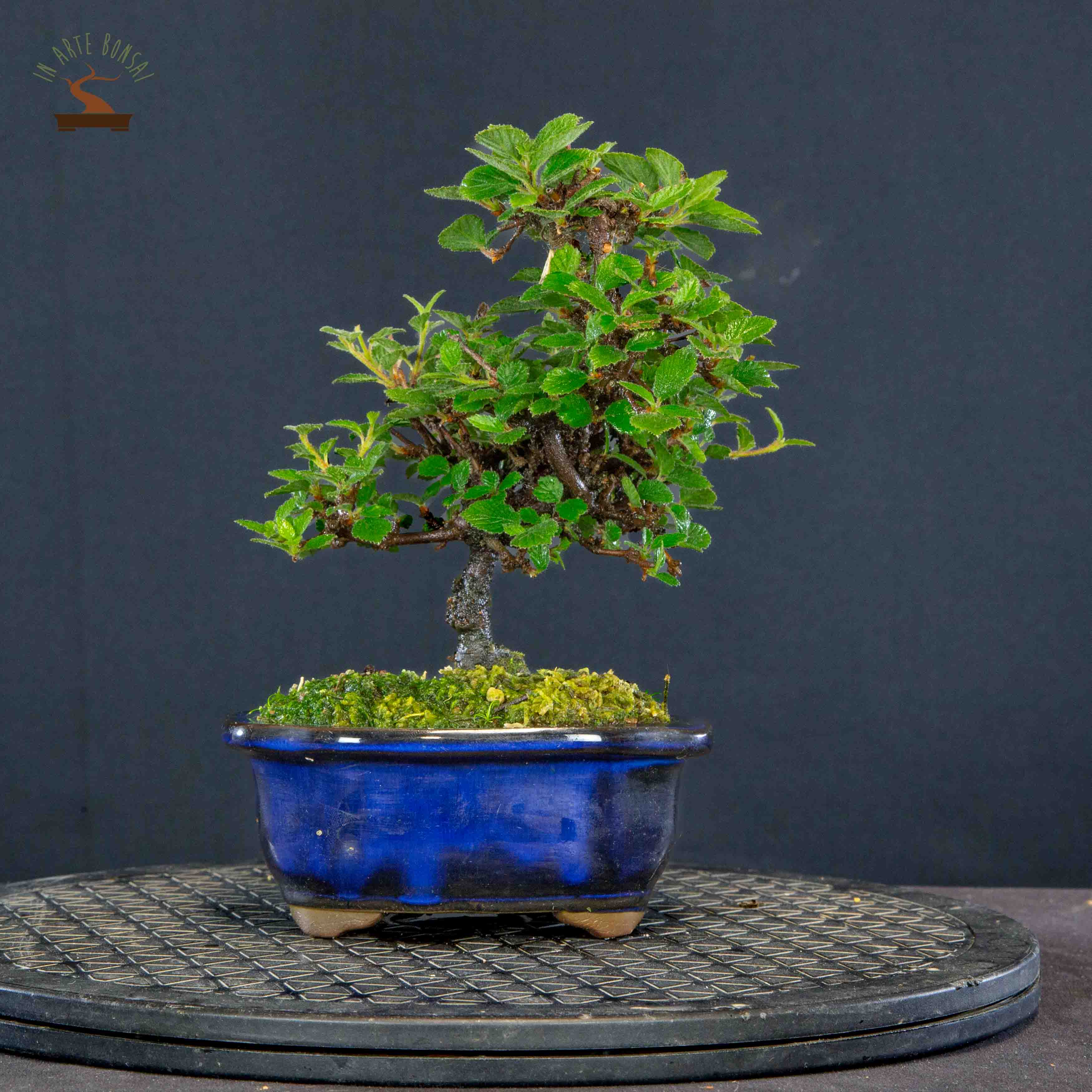 Viburnum dilatatum