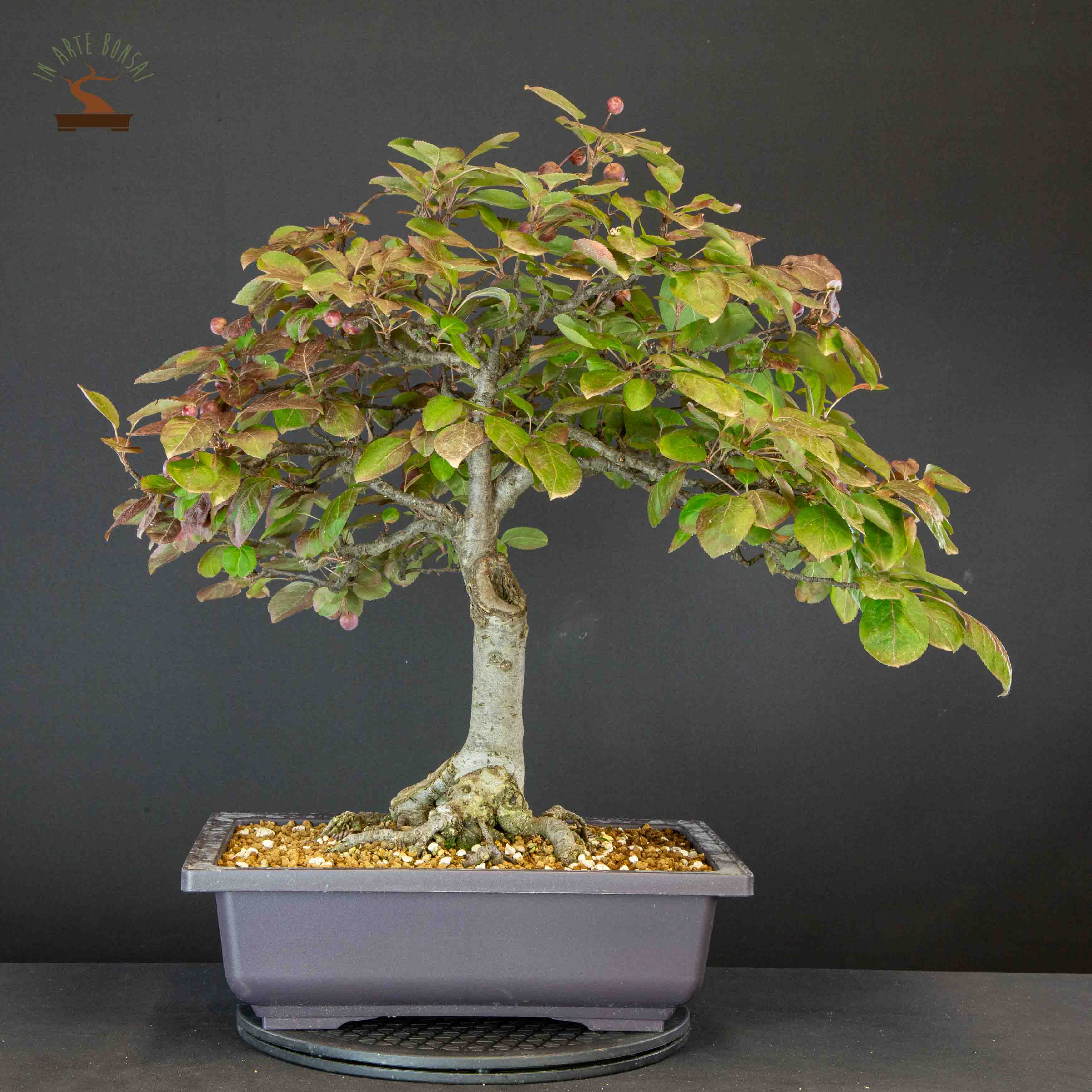 Malus coccinella