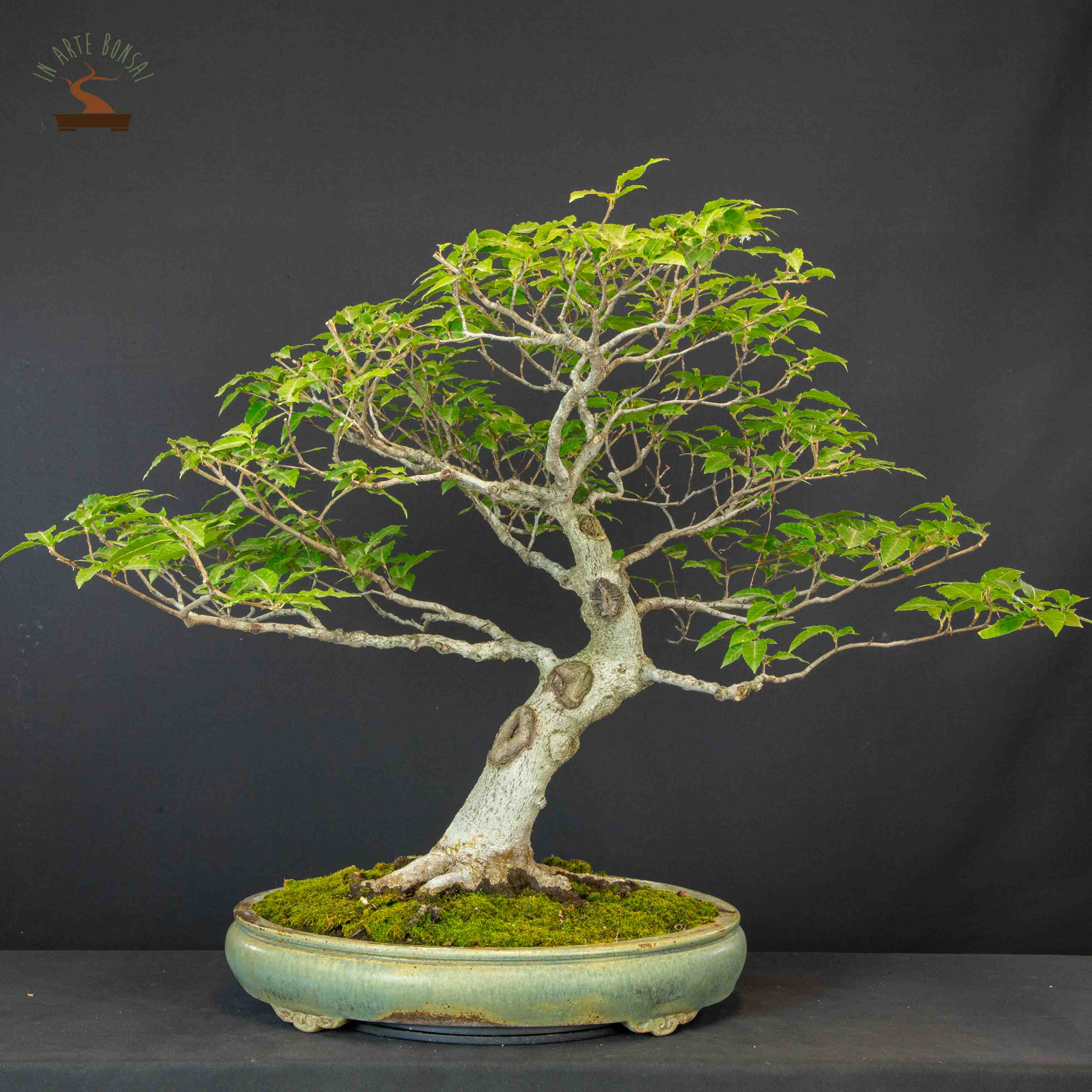 Fagus crenata