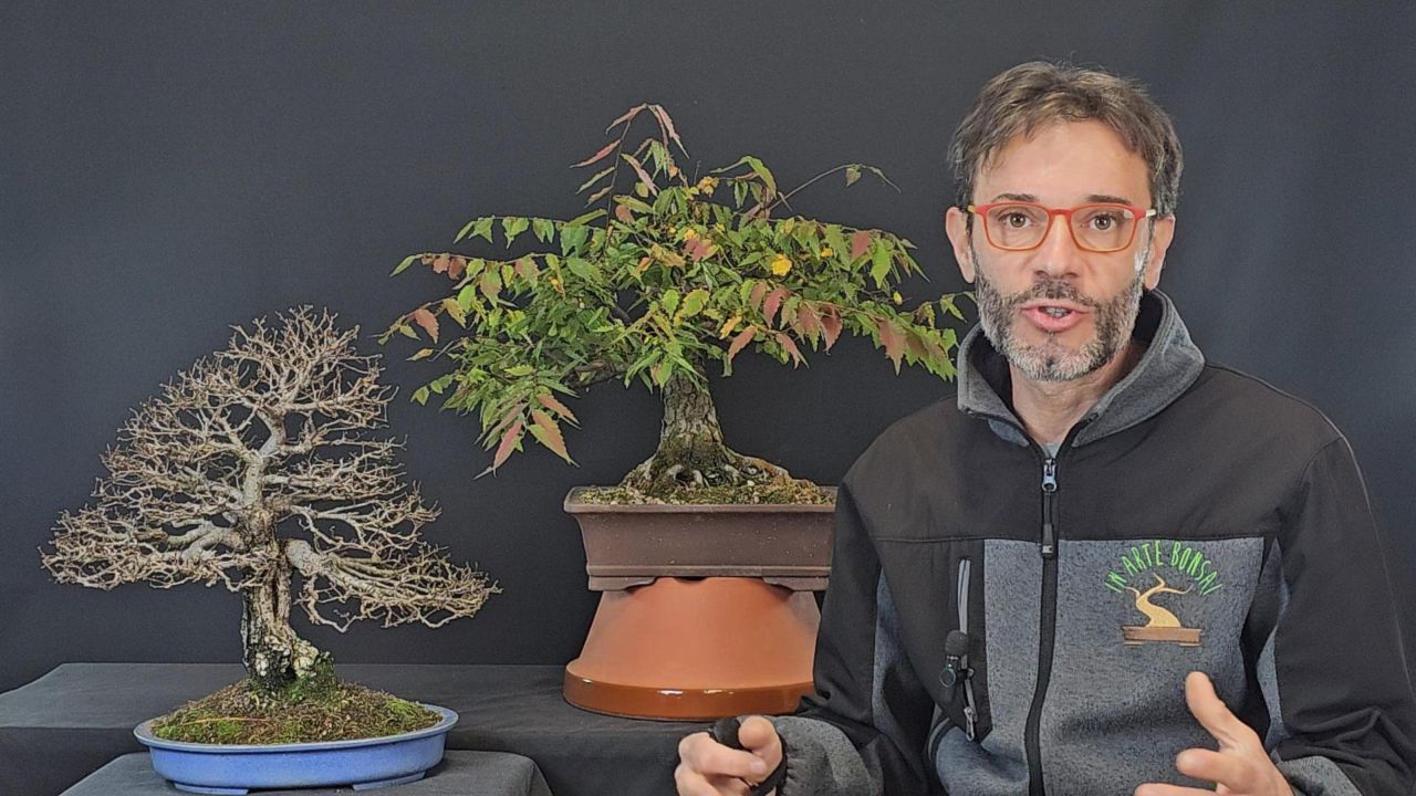 Video: all the jobs to be done in November in the In Arte Bonsai garden