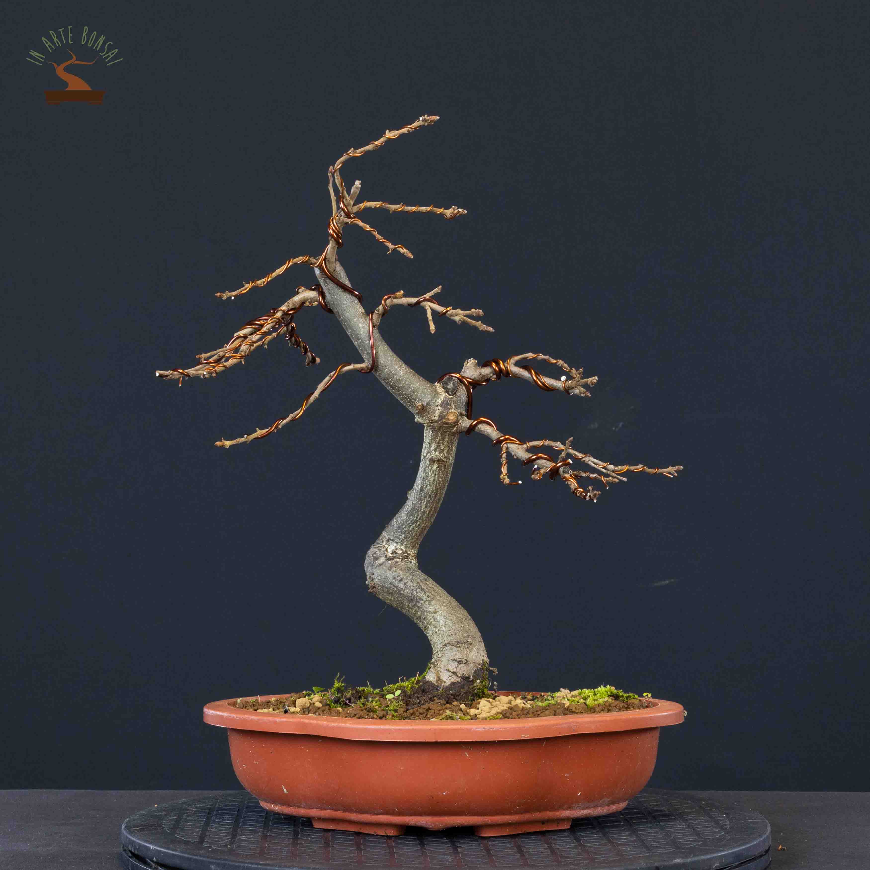 Quercus pubescens