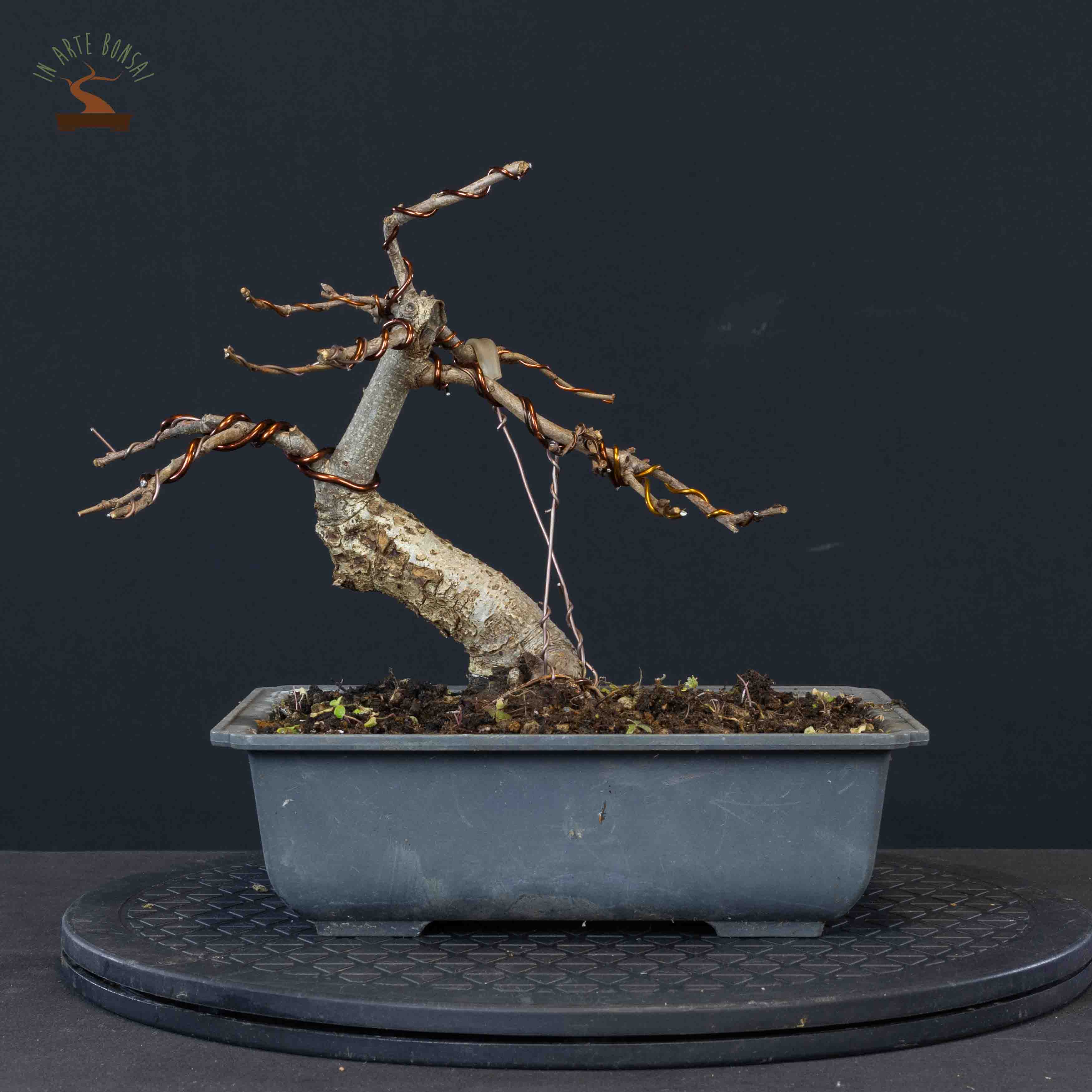 Quercus pubescens