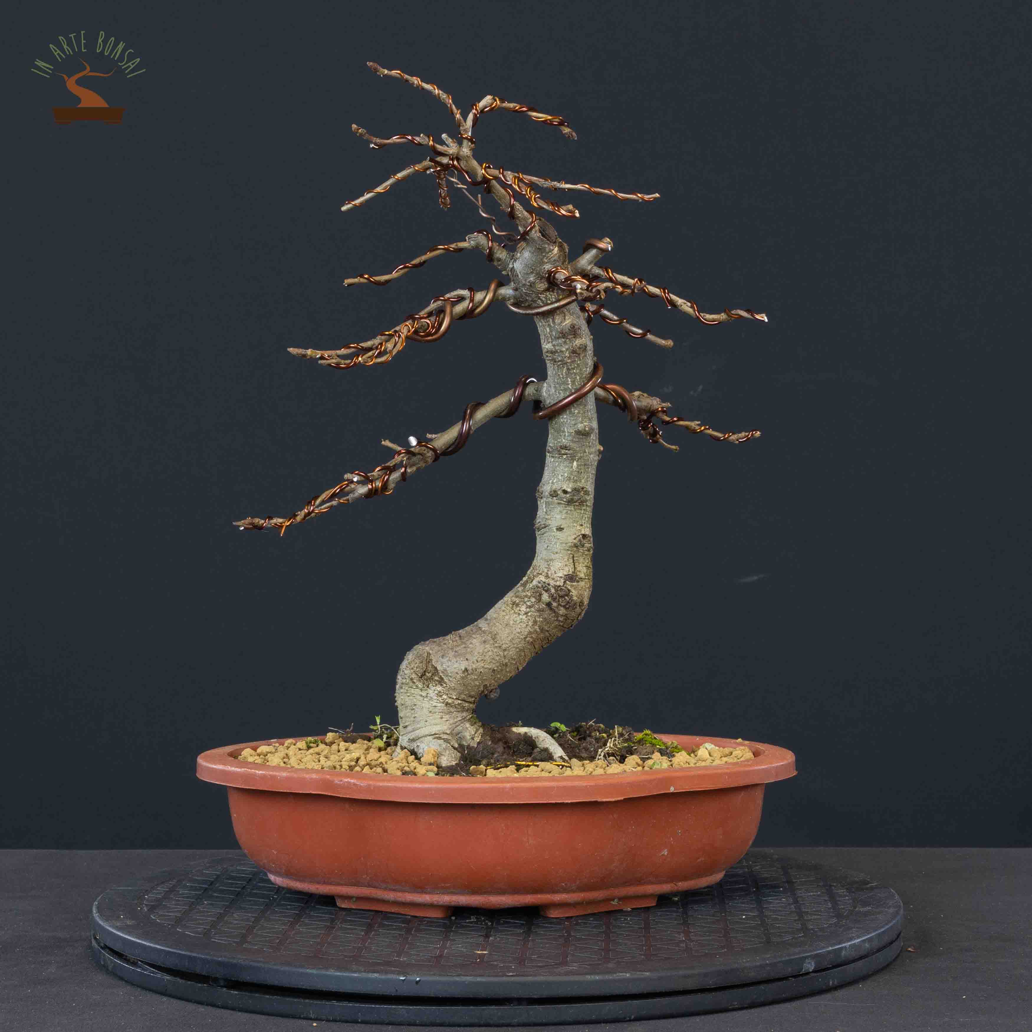Quercus pubescens