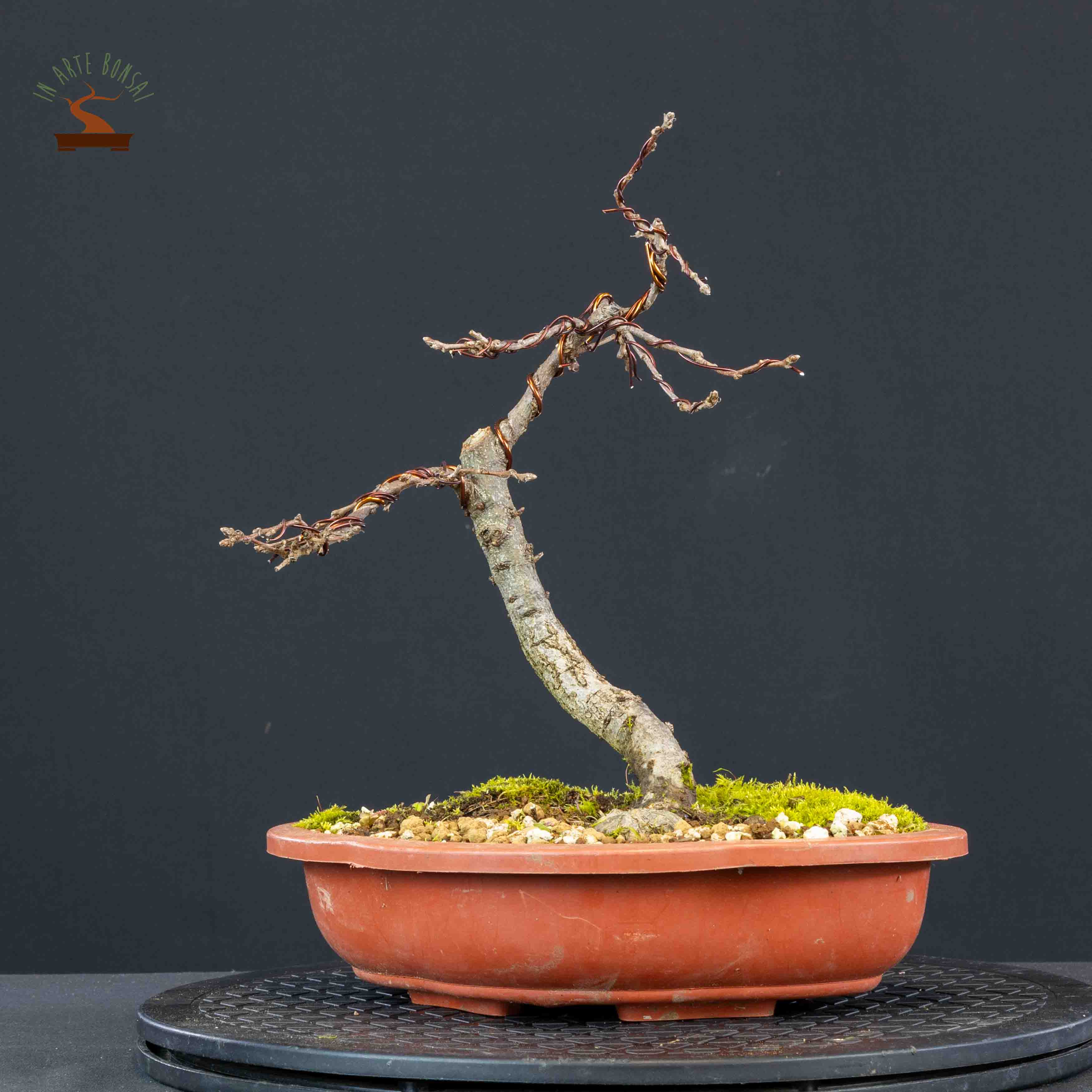 Quercus pubescens