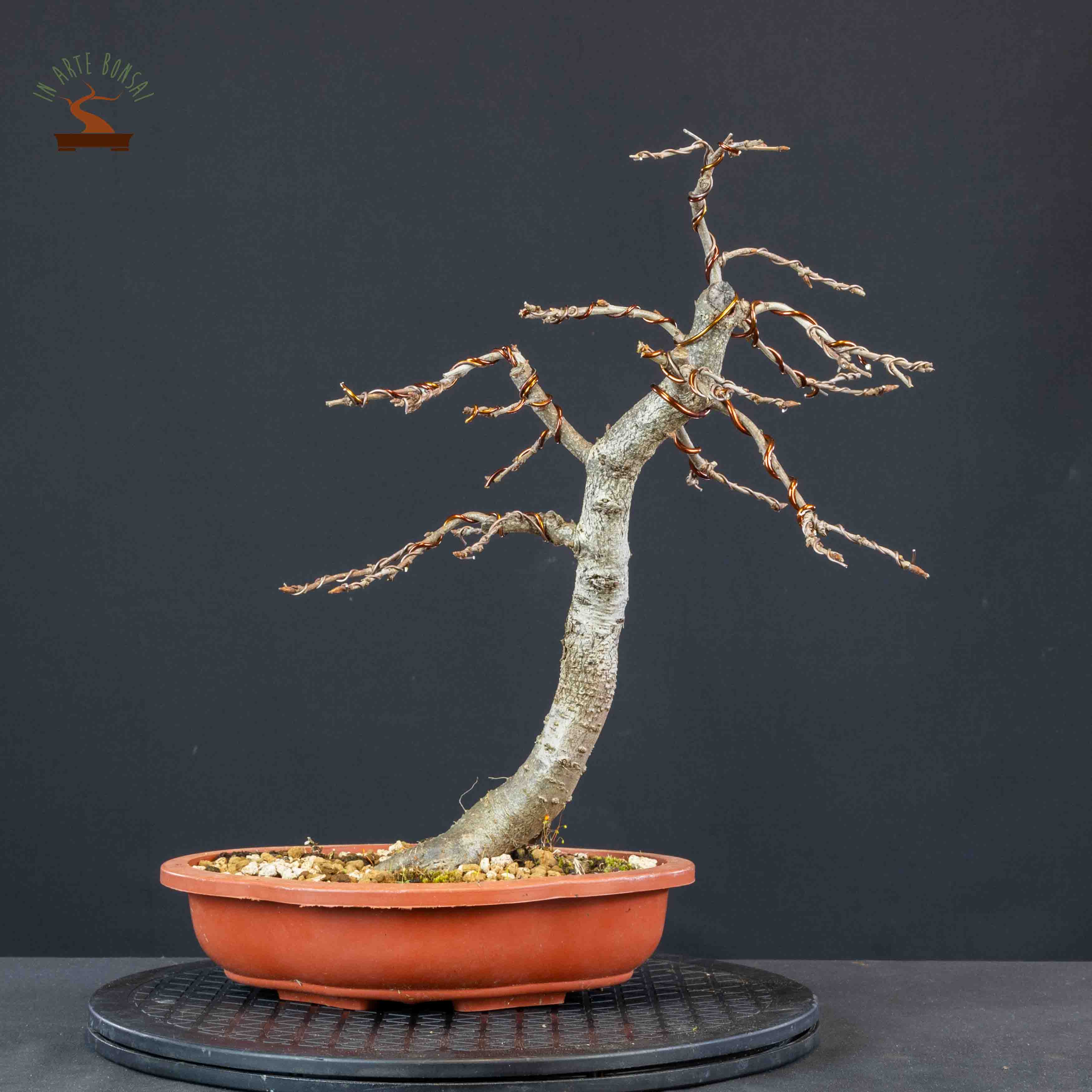 Quercus pubescens