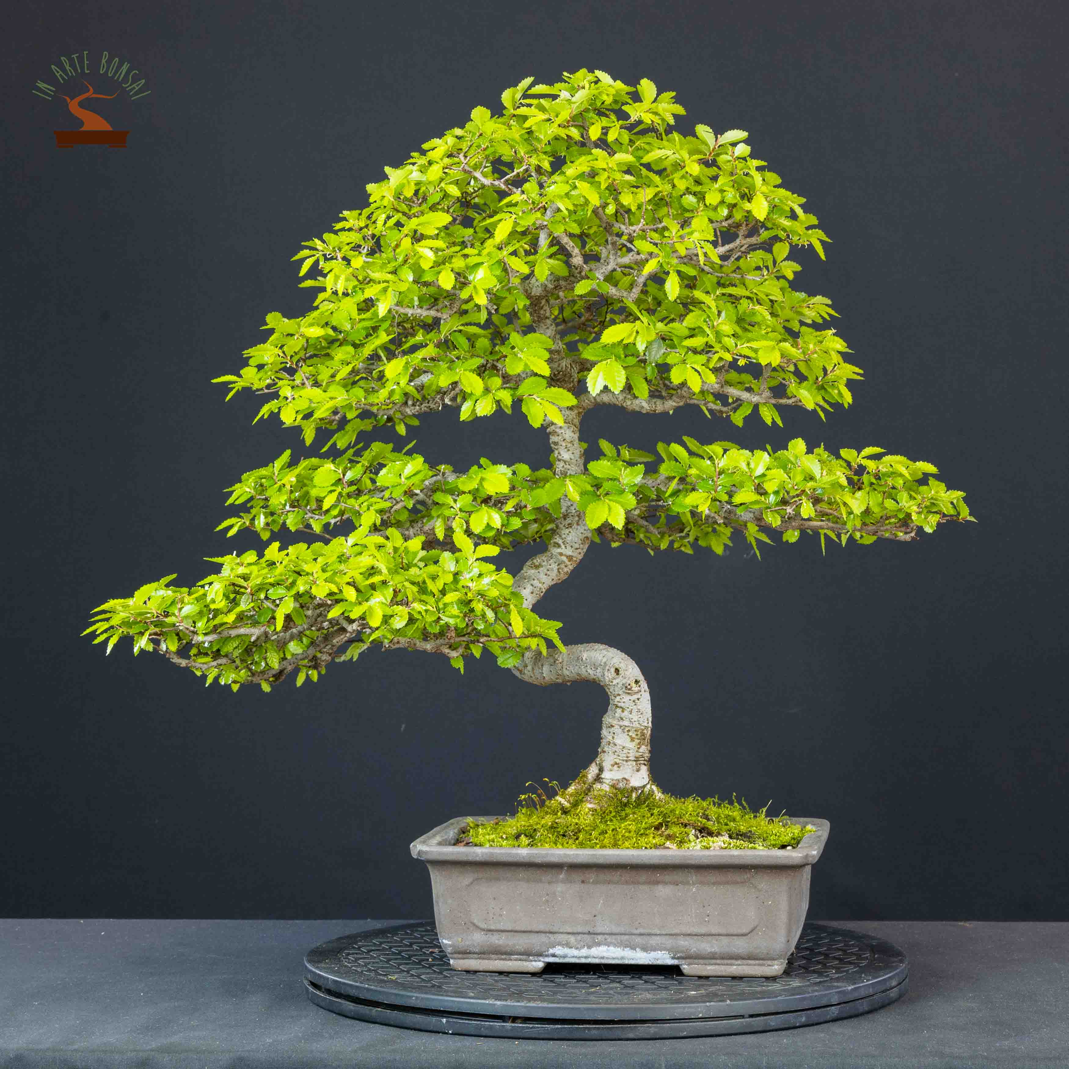 Zelkova nire
