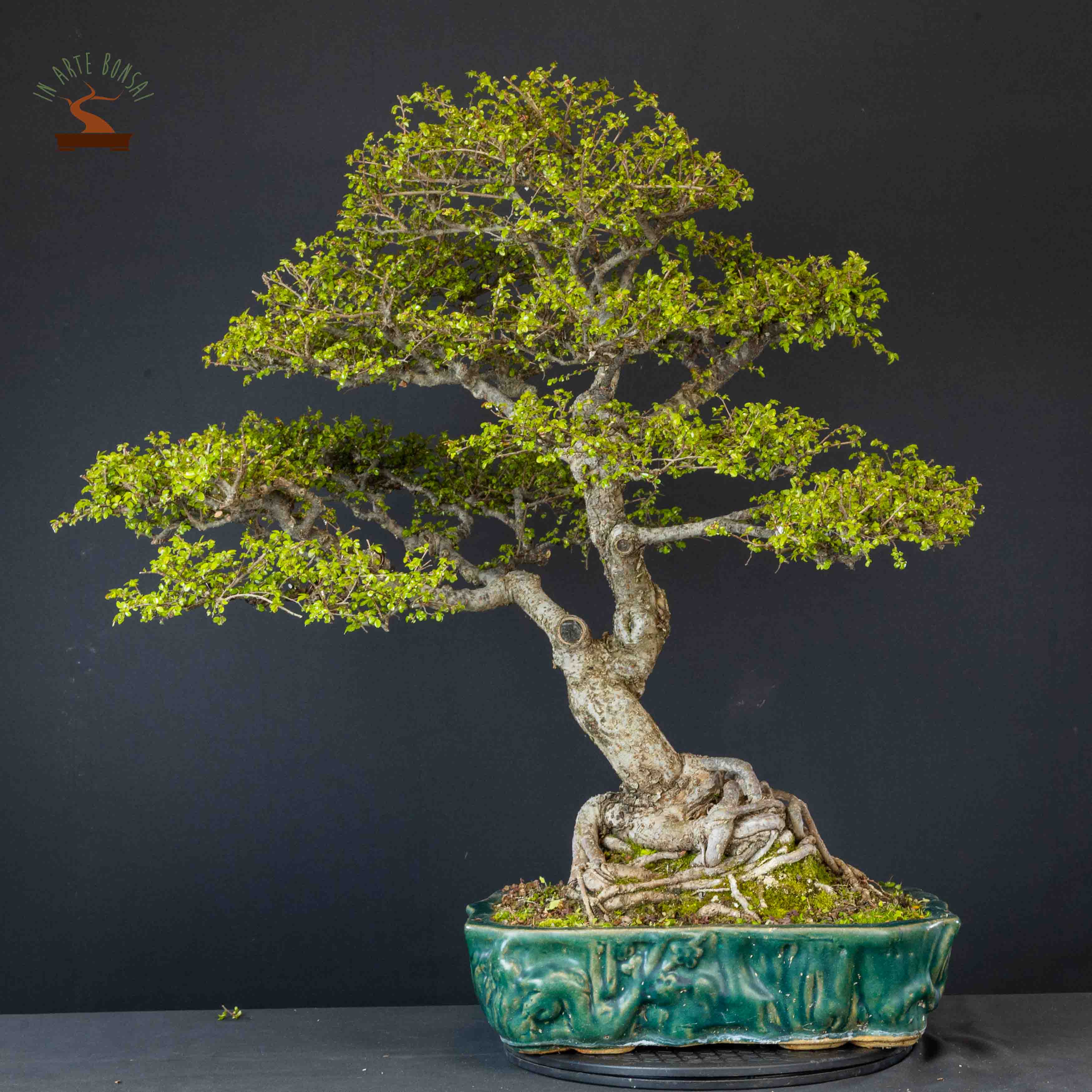 Zelkova nire