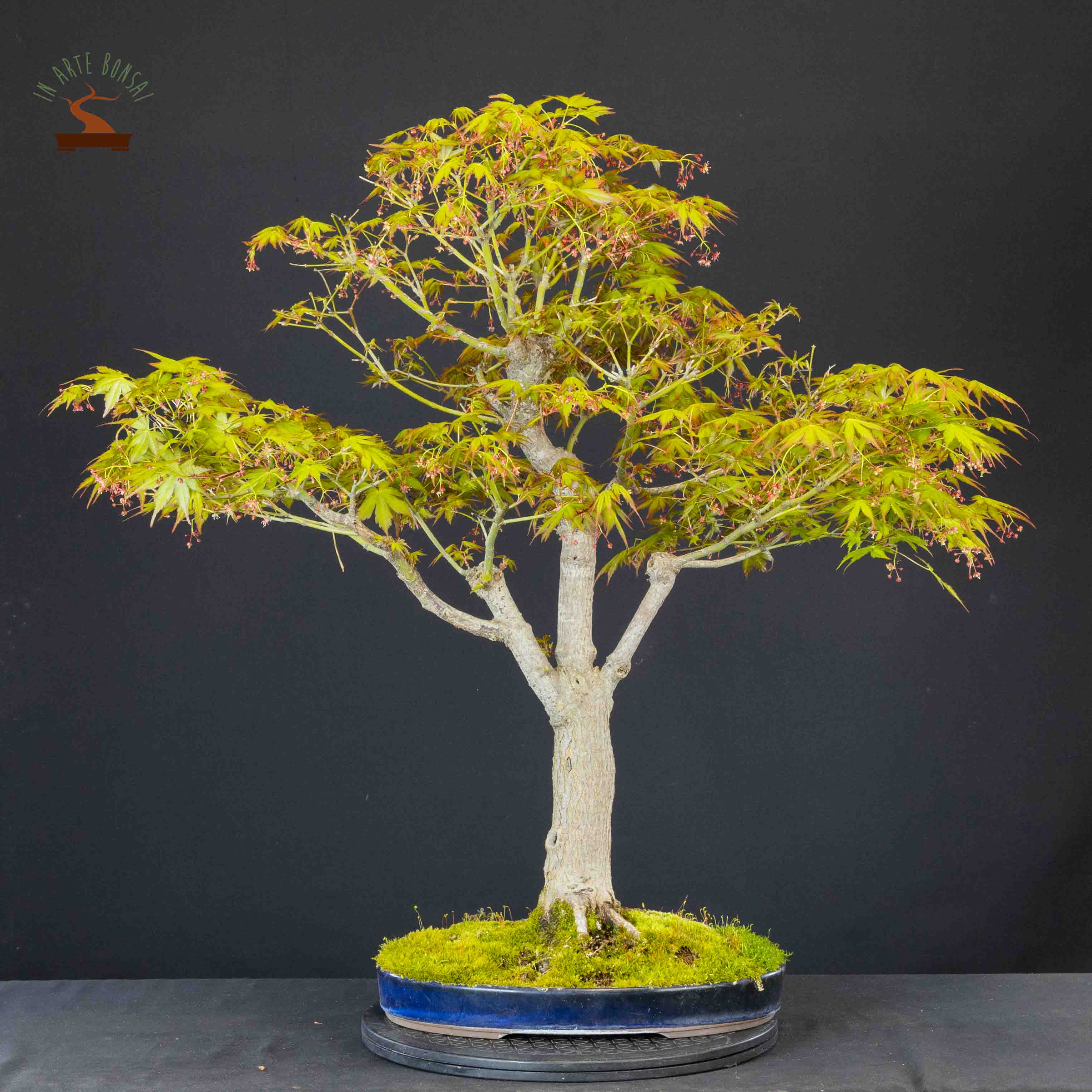 Acer palmatum yamamomiji