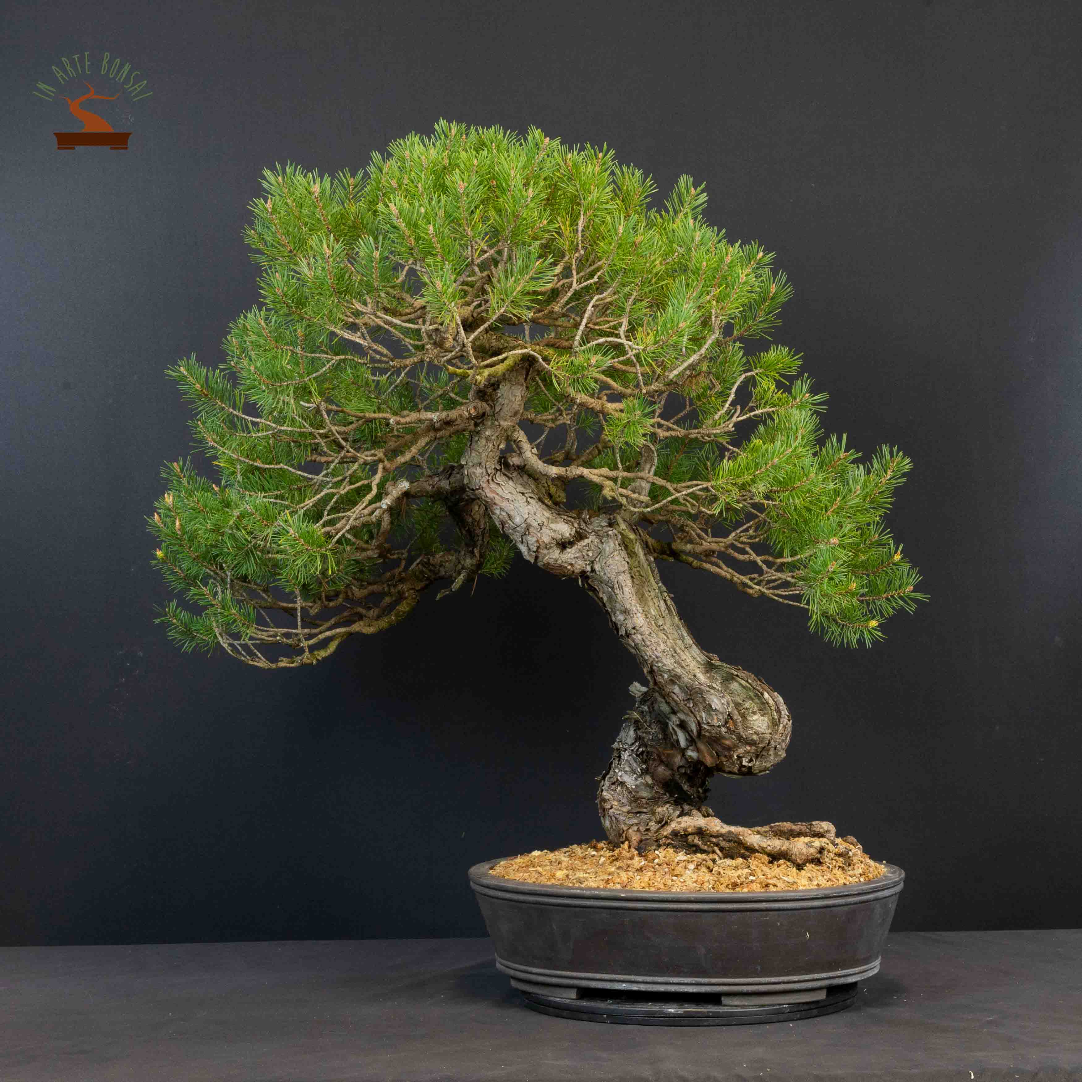 Pinus sylvestris