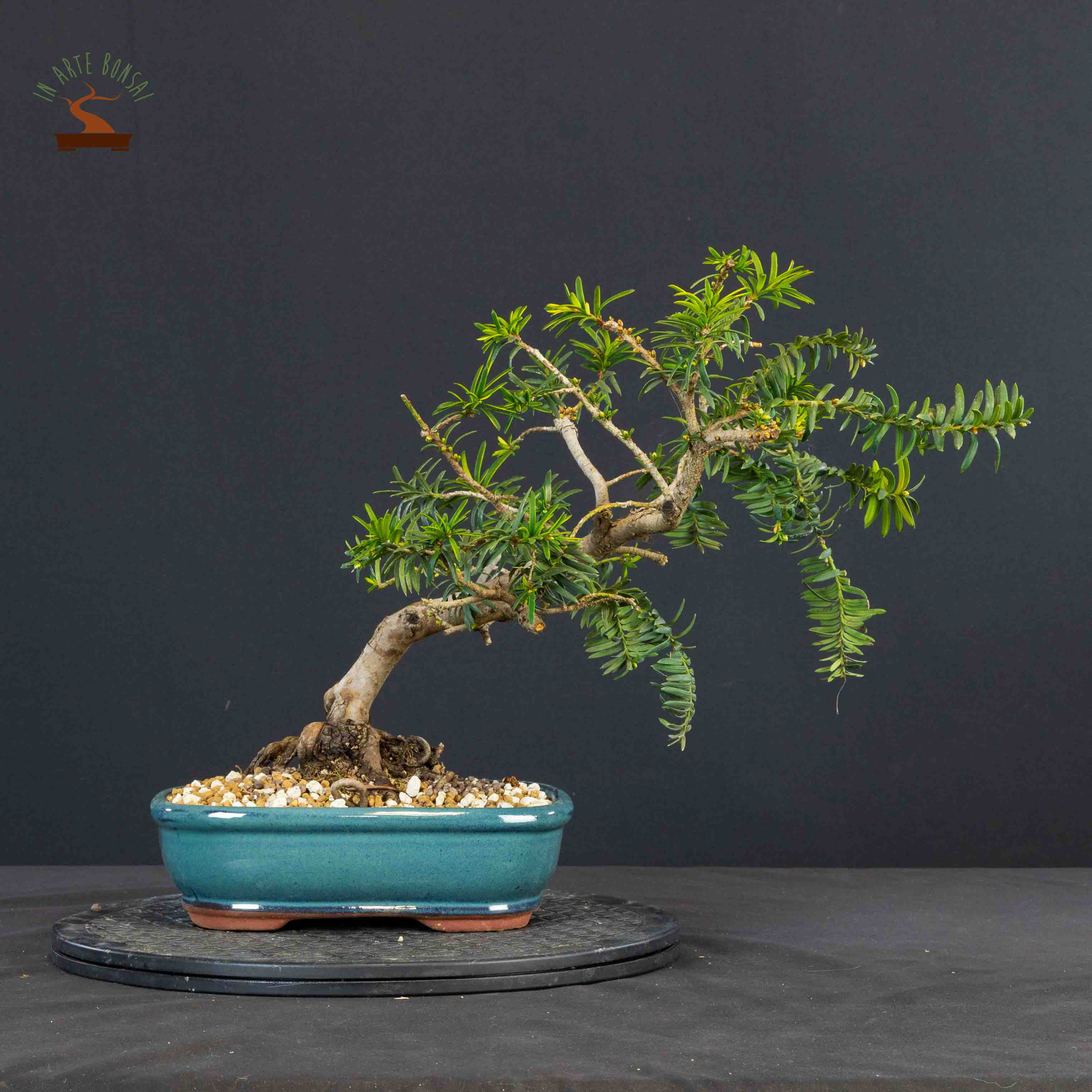 Taxus baccata