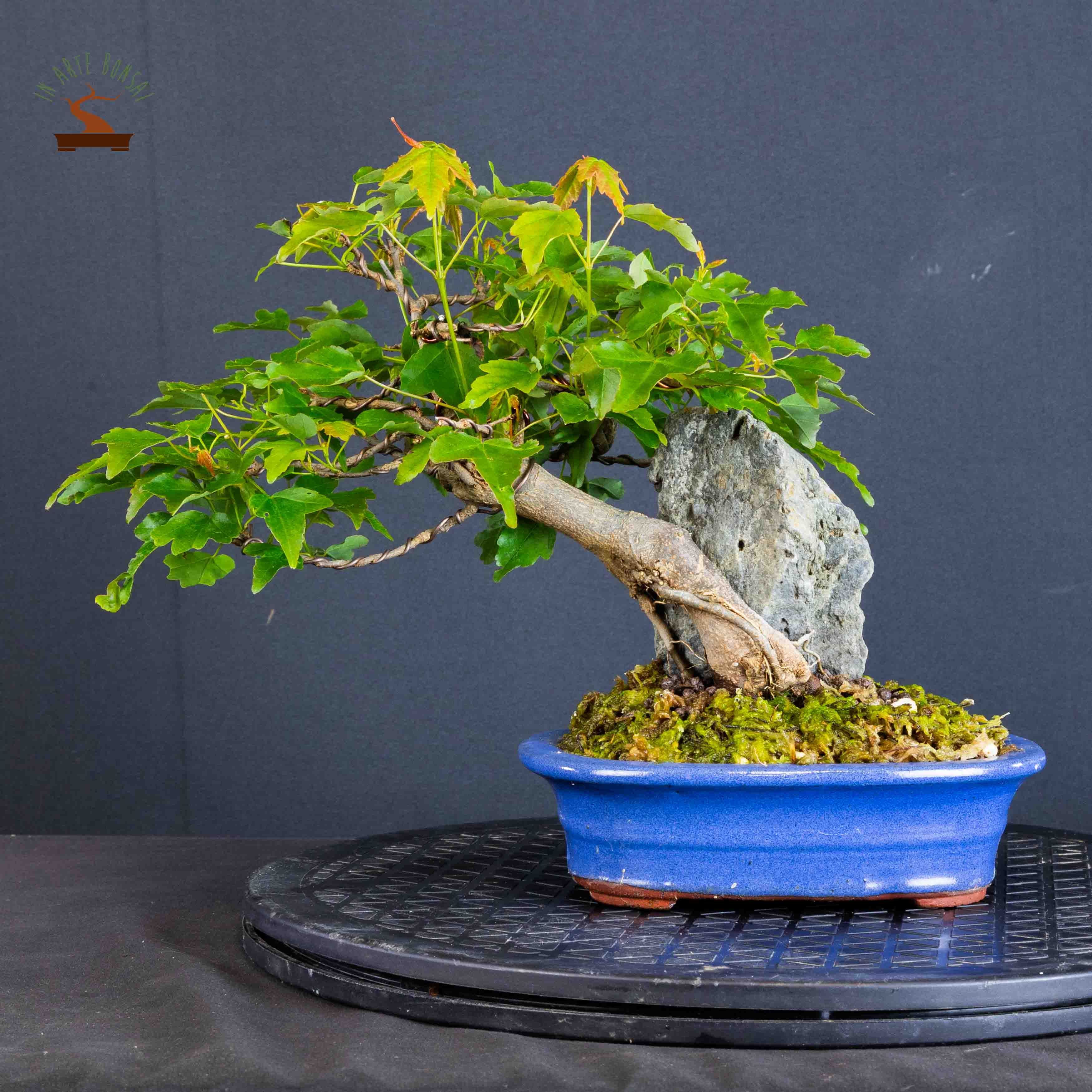 Acer buergerianum