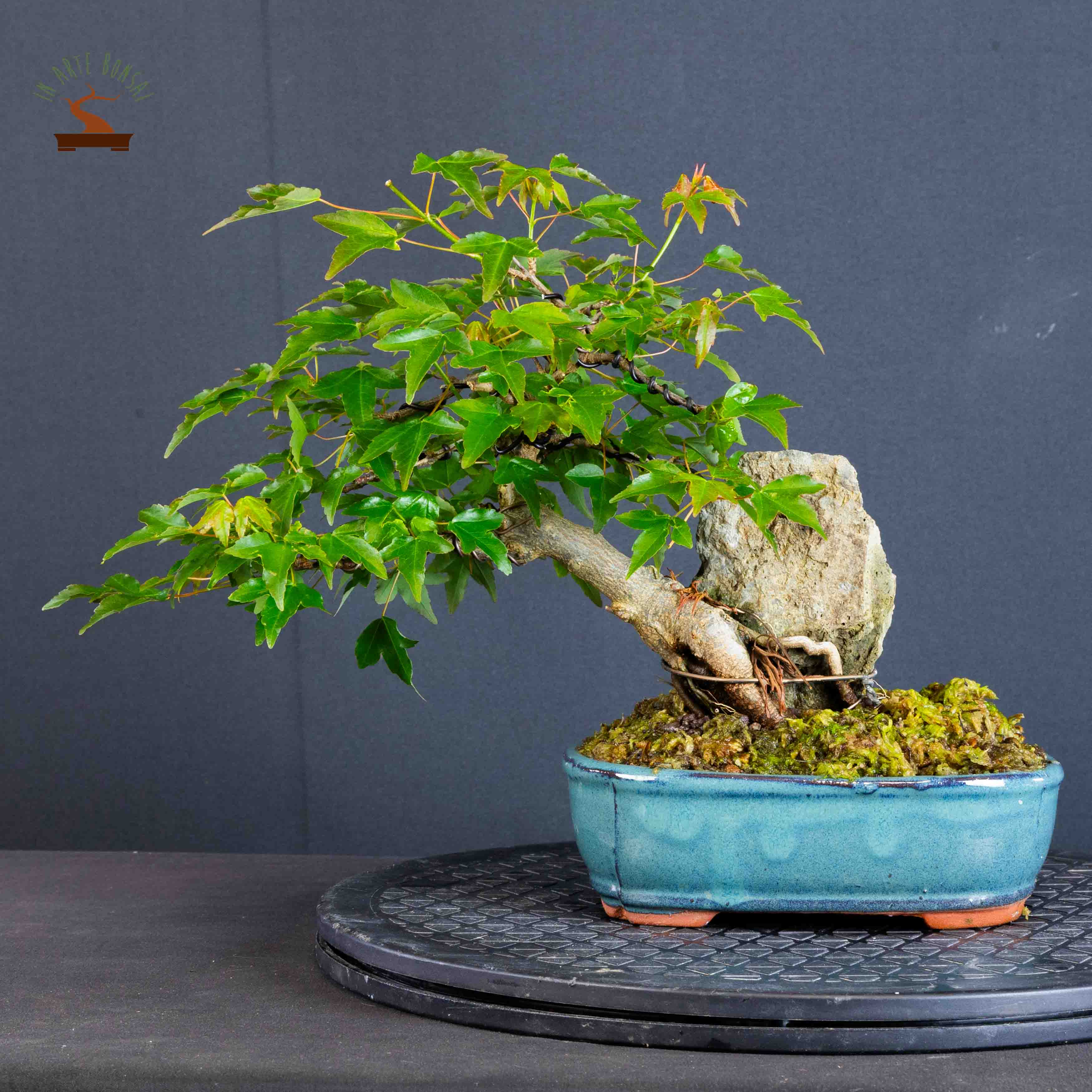 Acer buergerianum