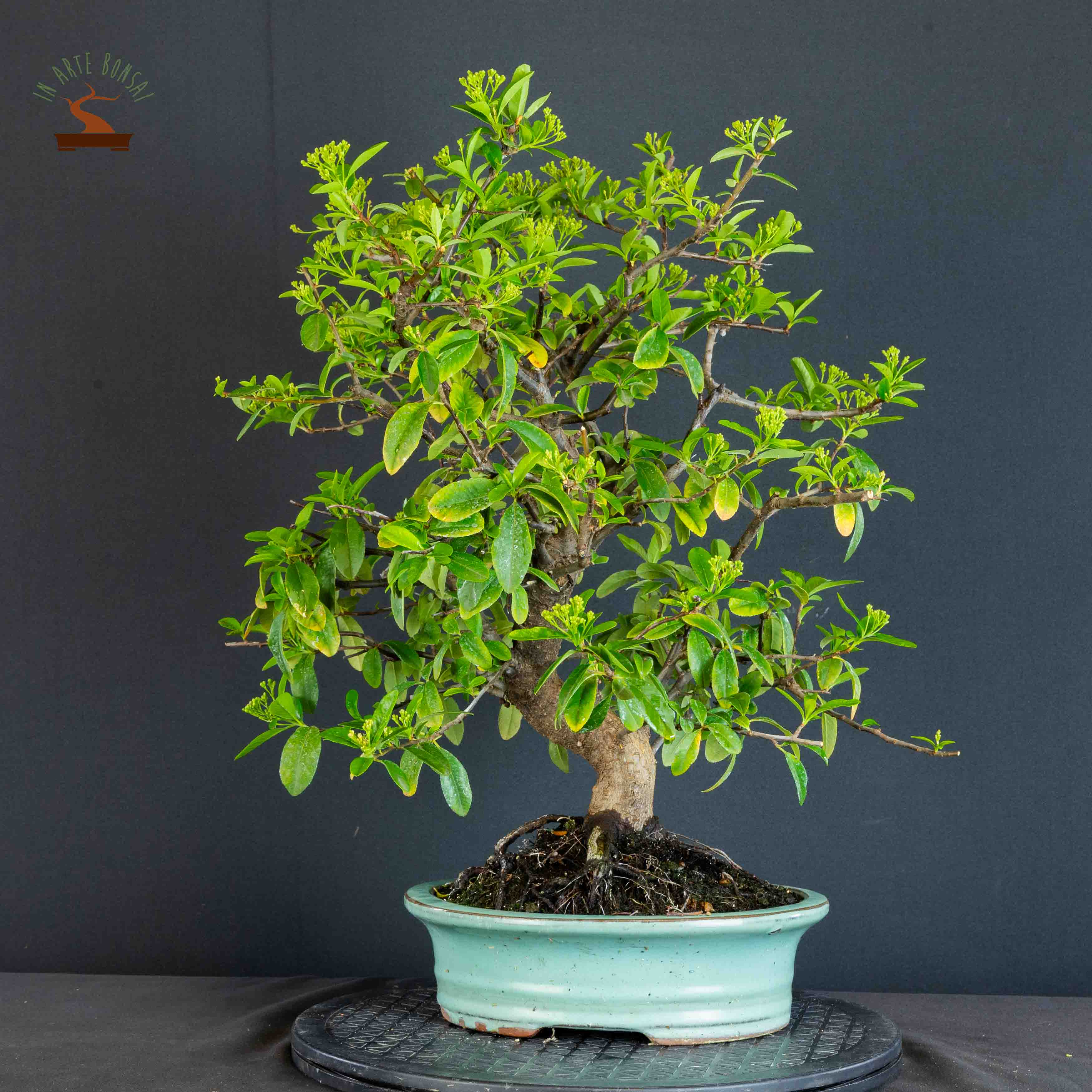 Pyracantha coccinea