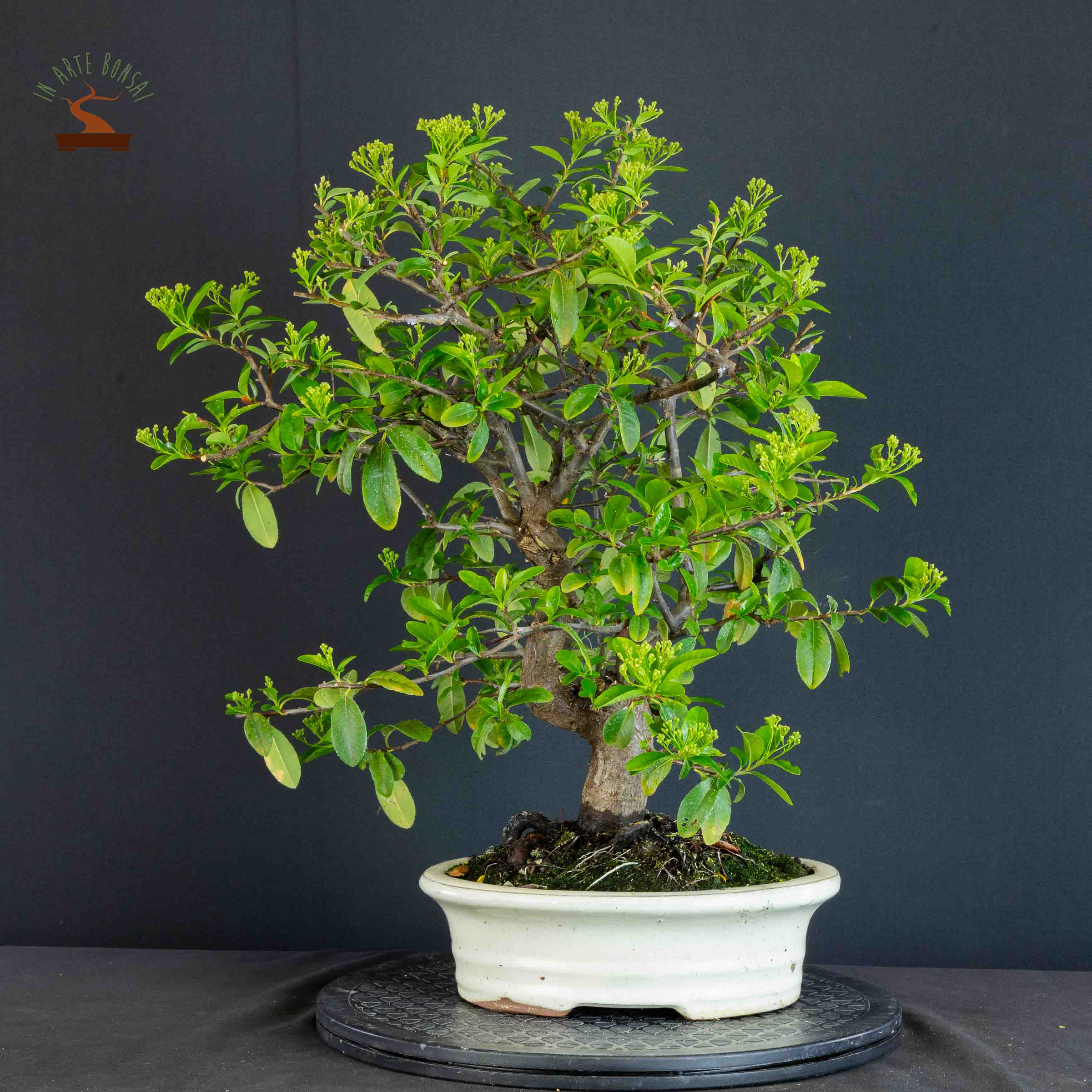 Pyracantha coccinea
