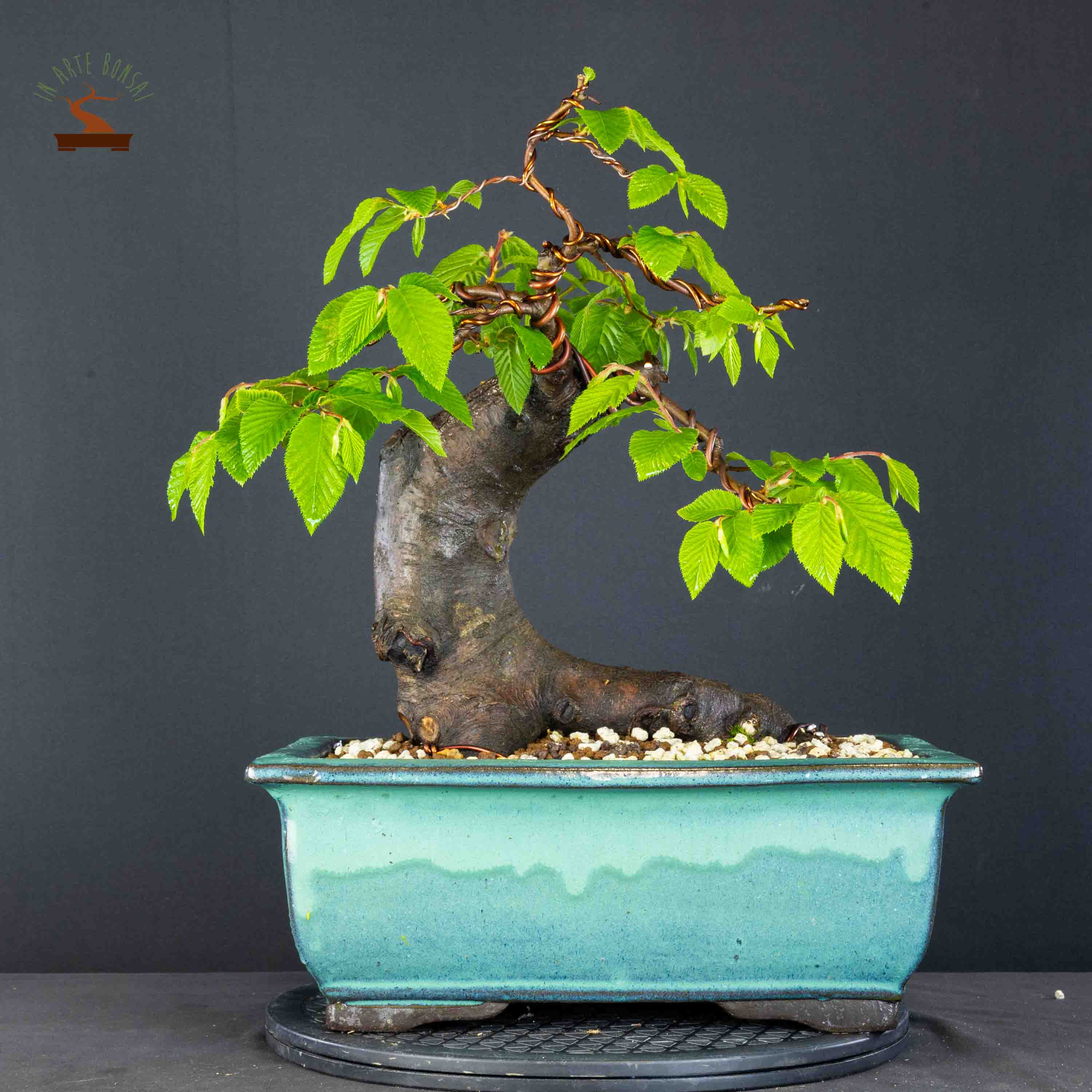 Ostrya carpinifolia