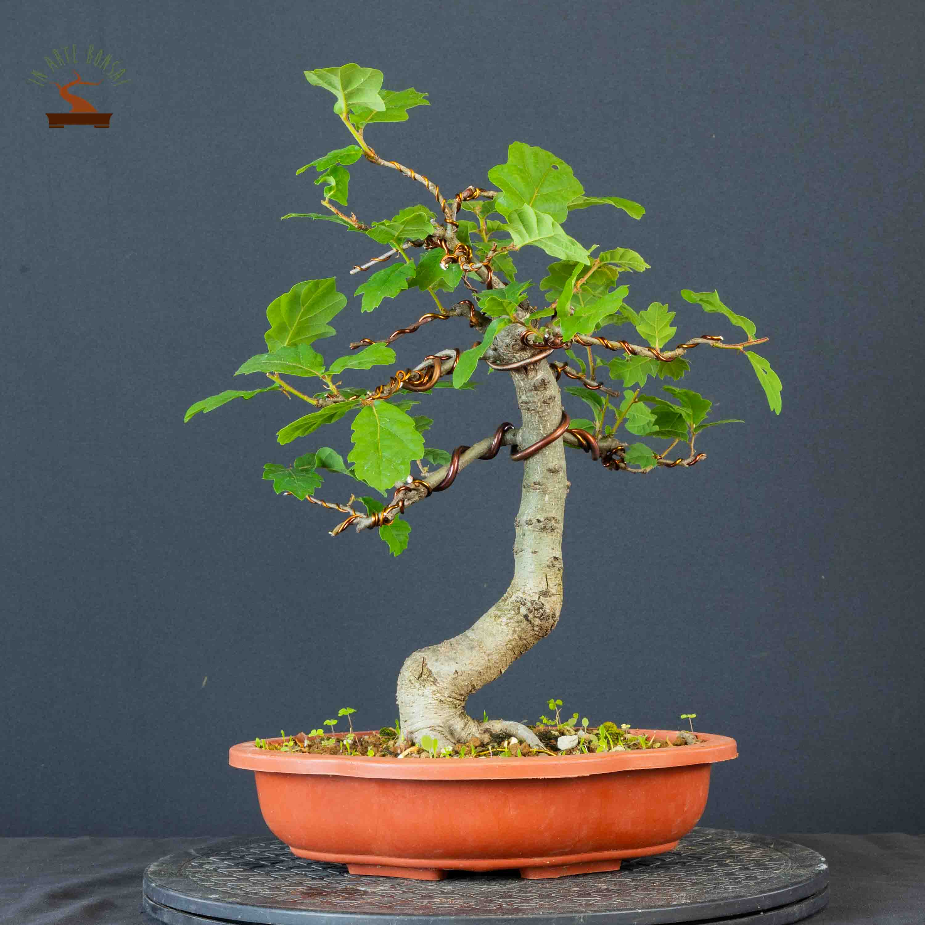 Quercus pubescens