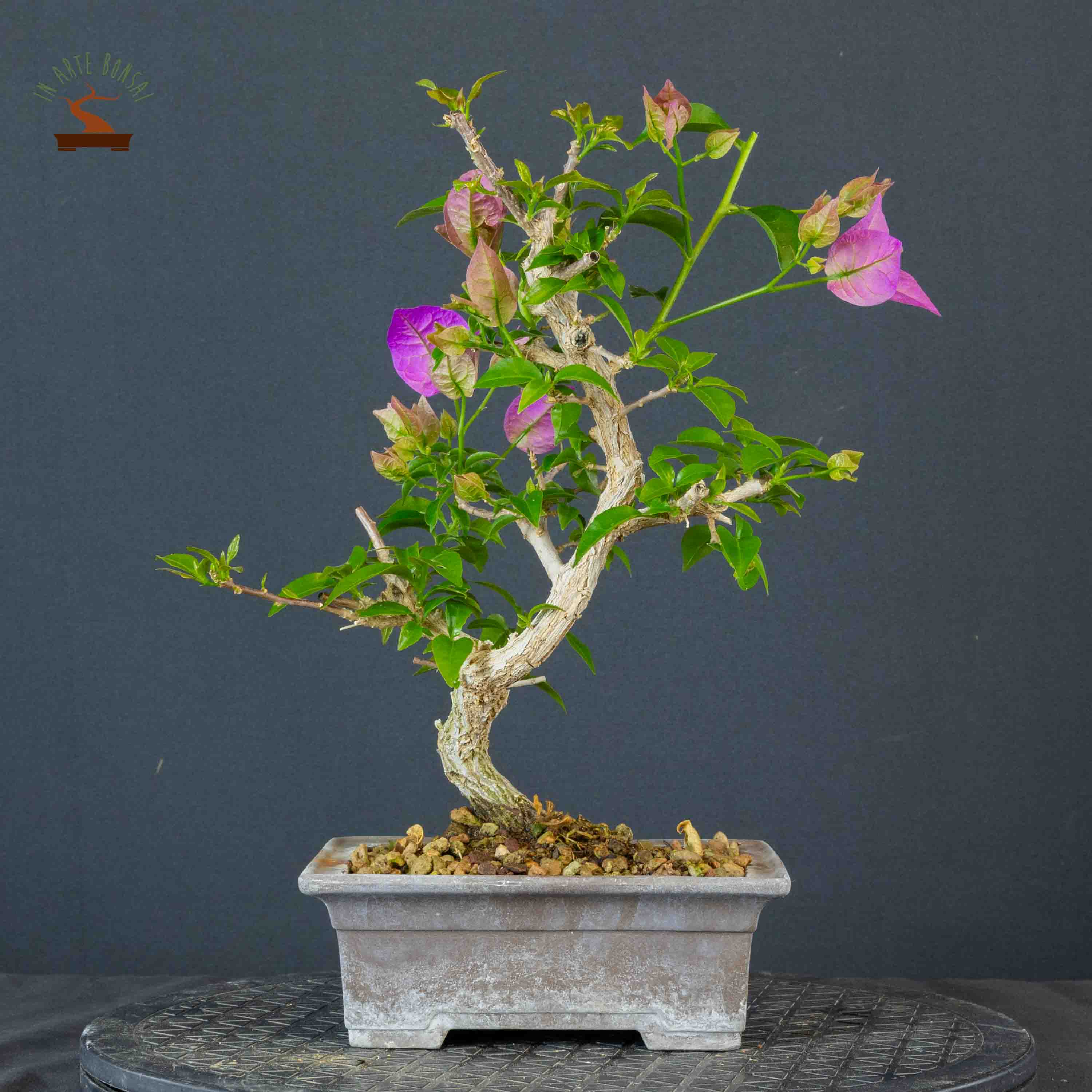 Bougainvillea glabra