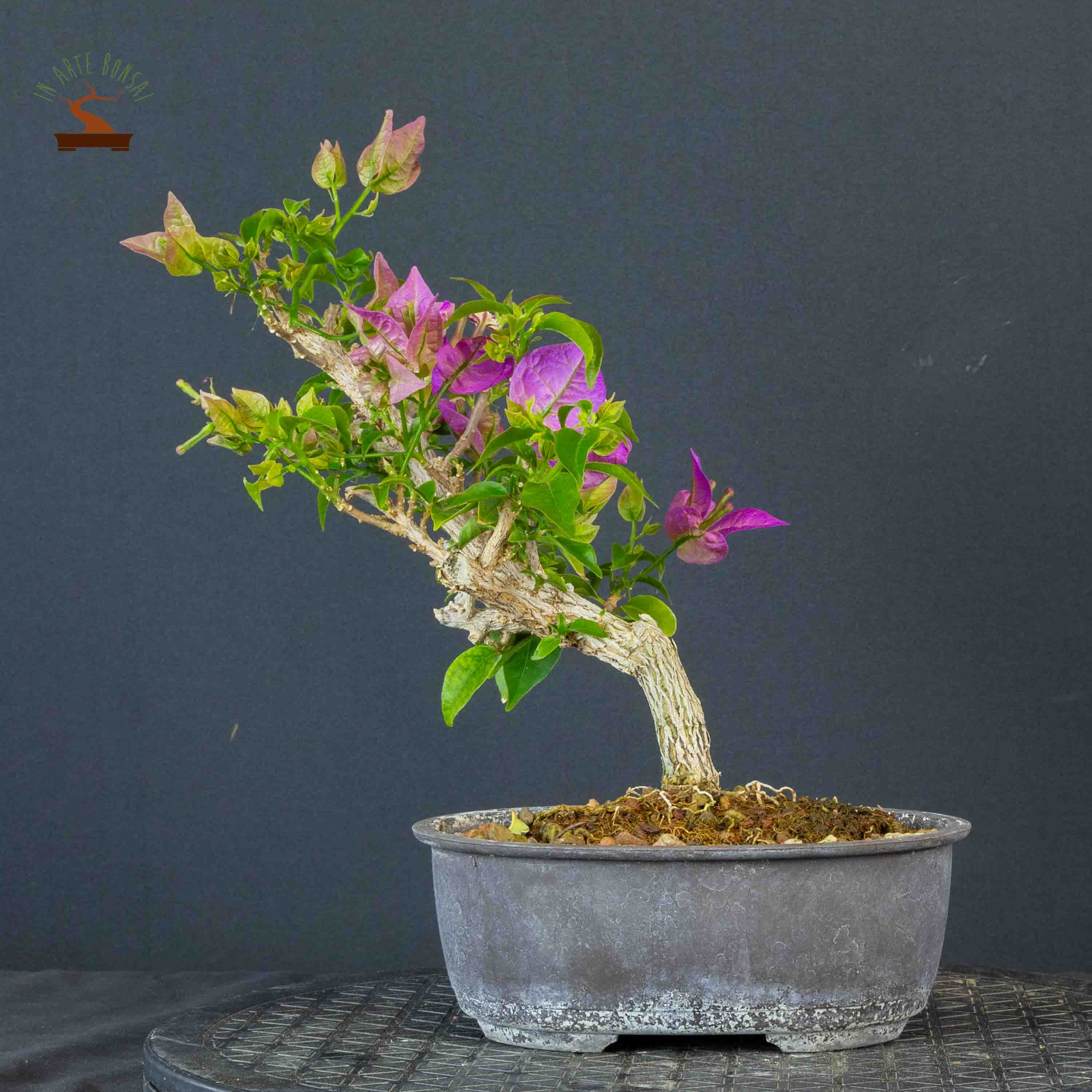 Bougainvillea glabra