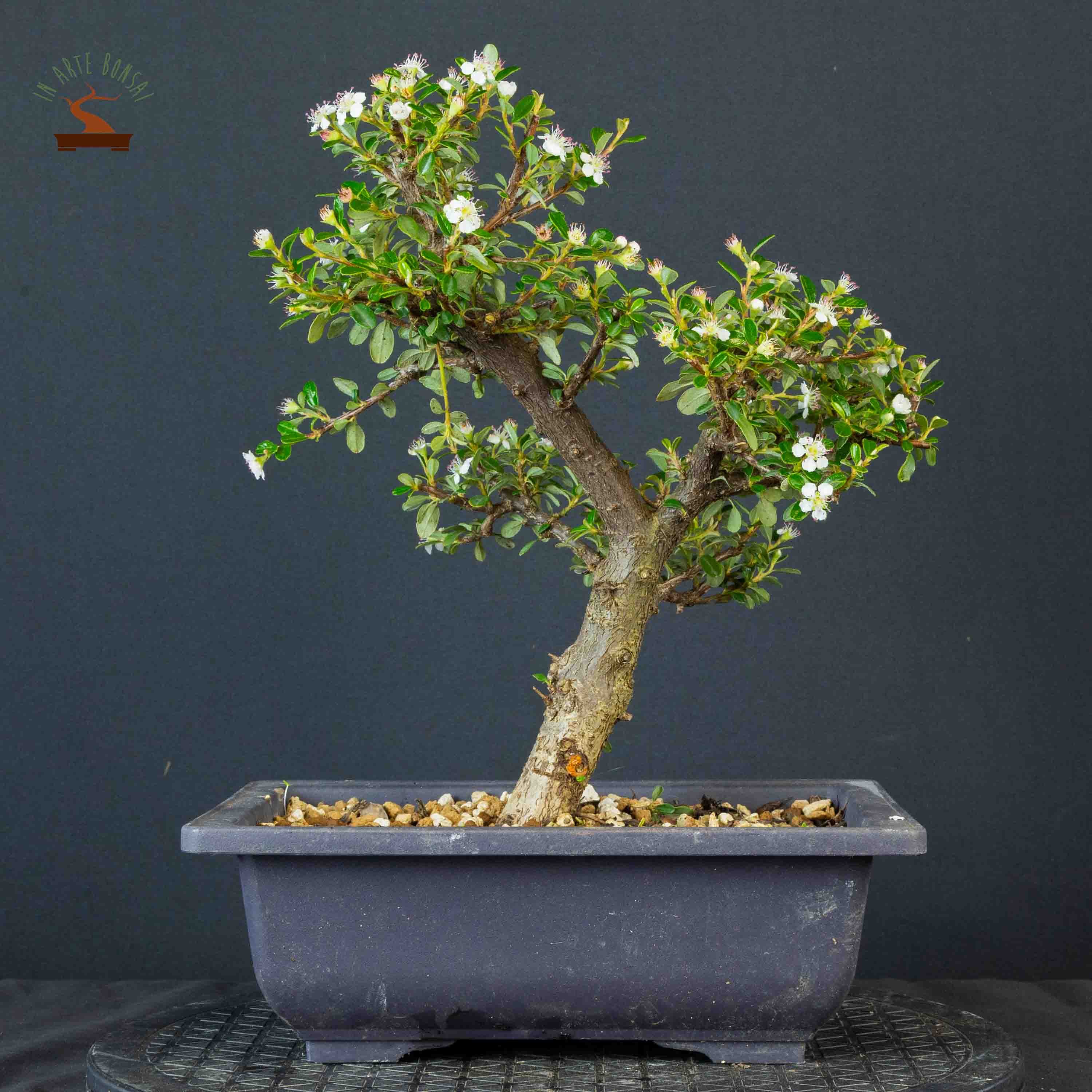 Cotoneaster horizontalis