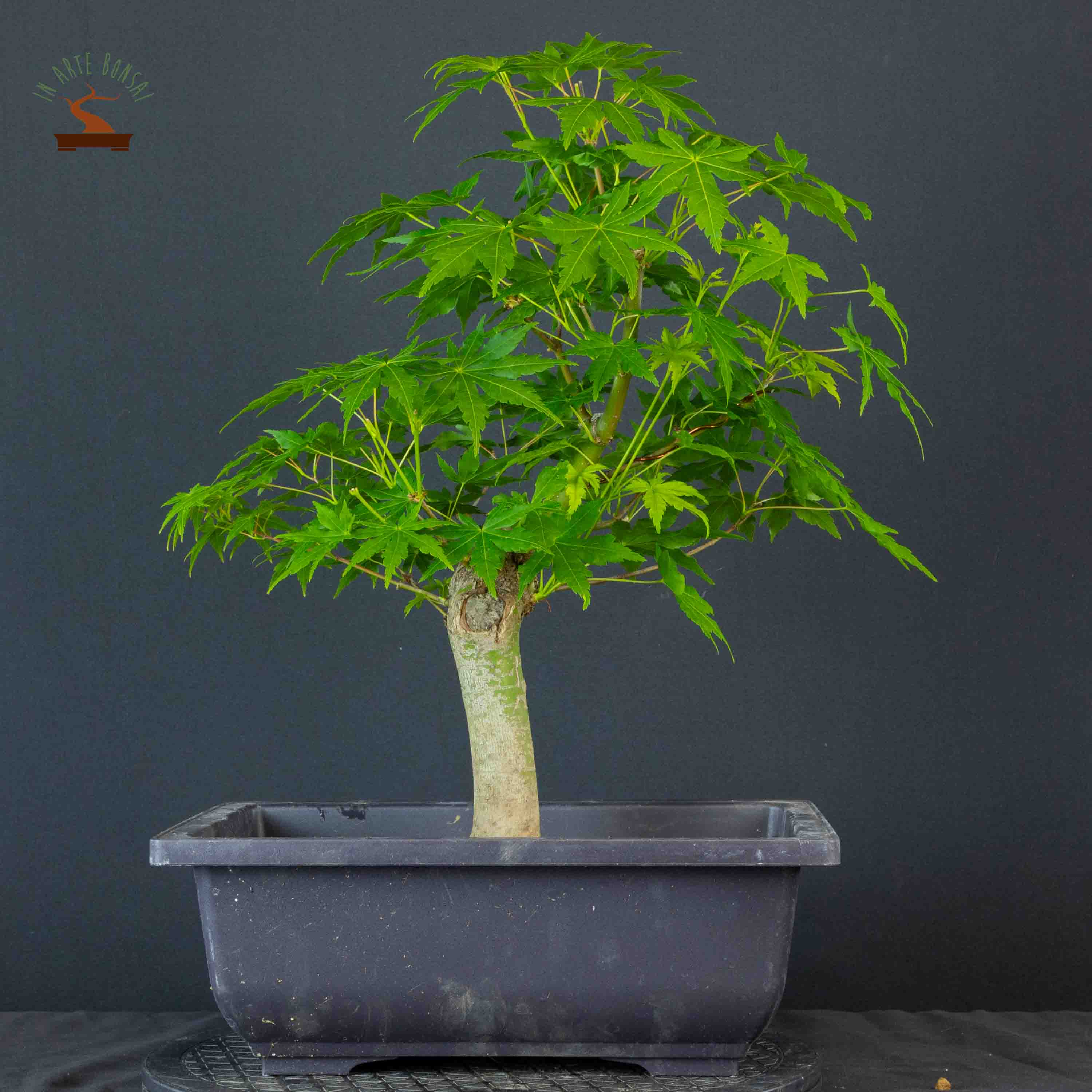 Acer palmatum yamamomiji