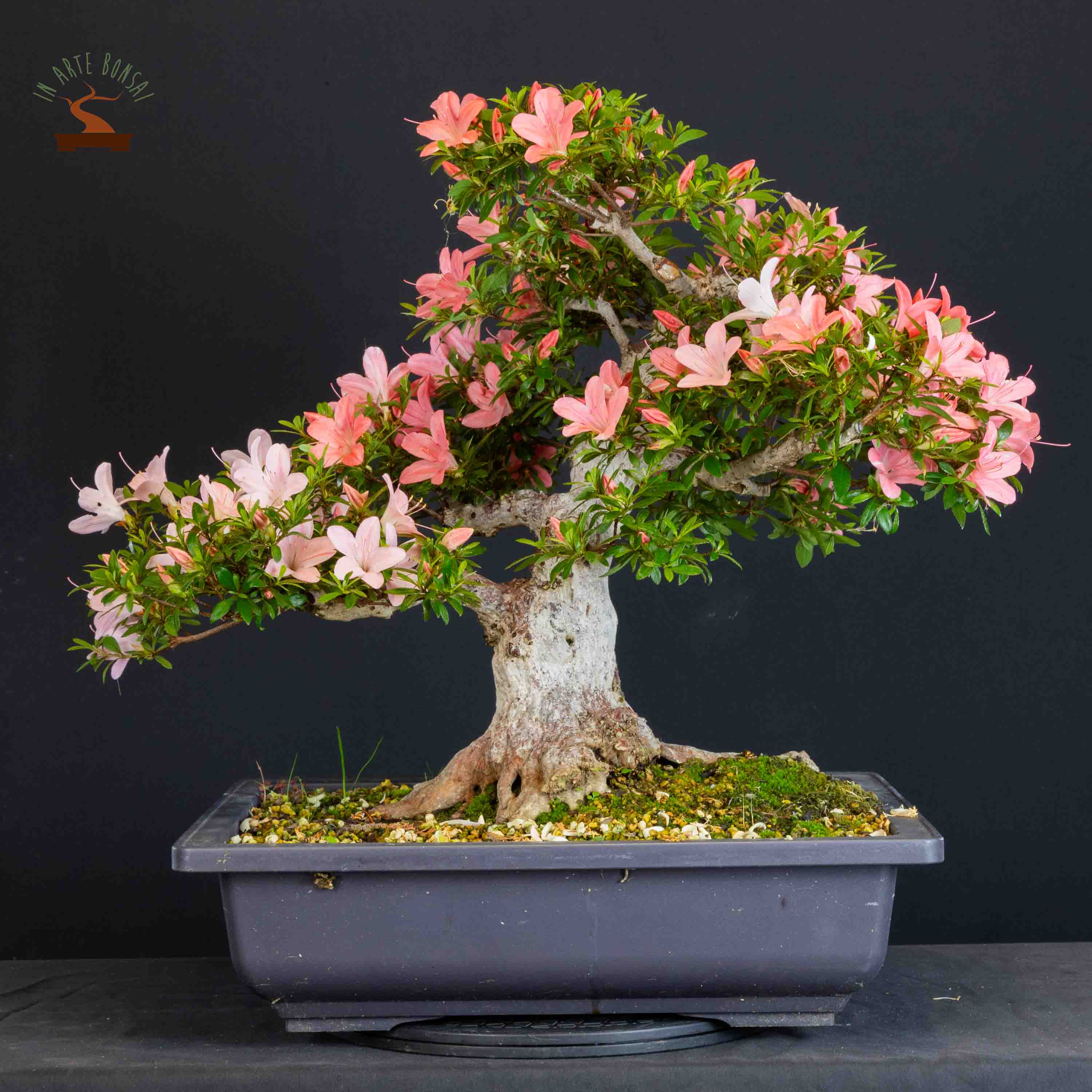Azalea satsuki var. shinnikko