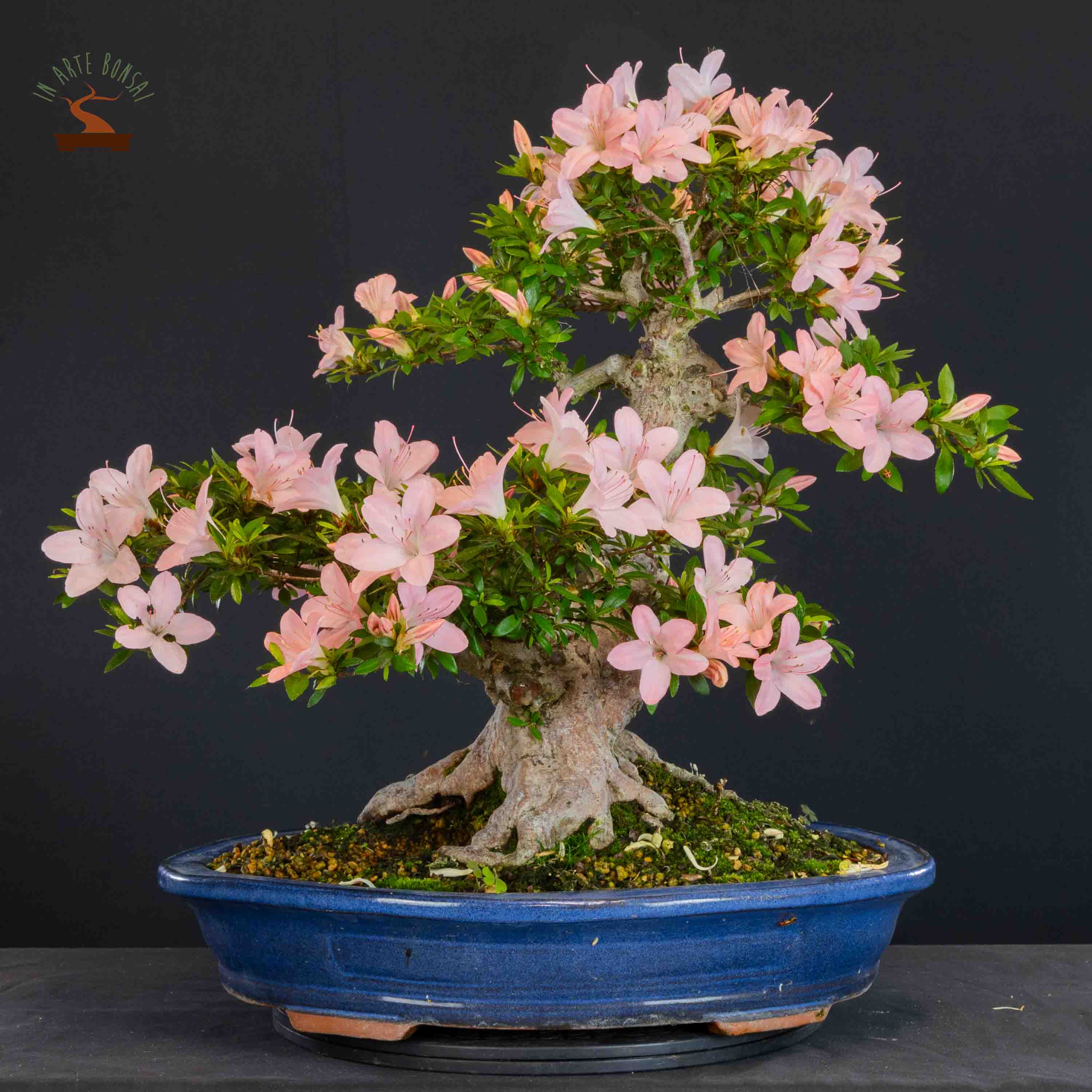 Azalea satsuki var. shinnikko