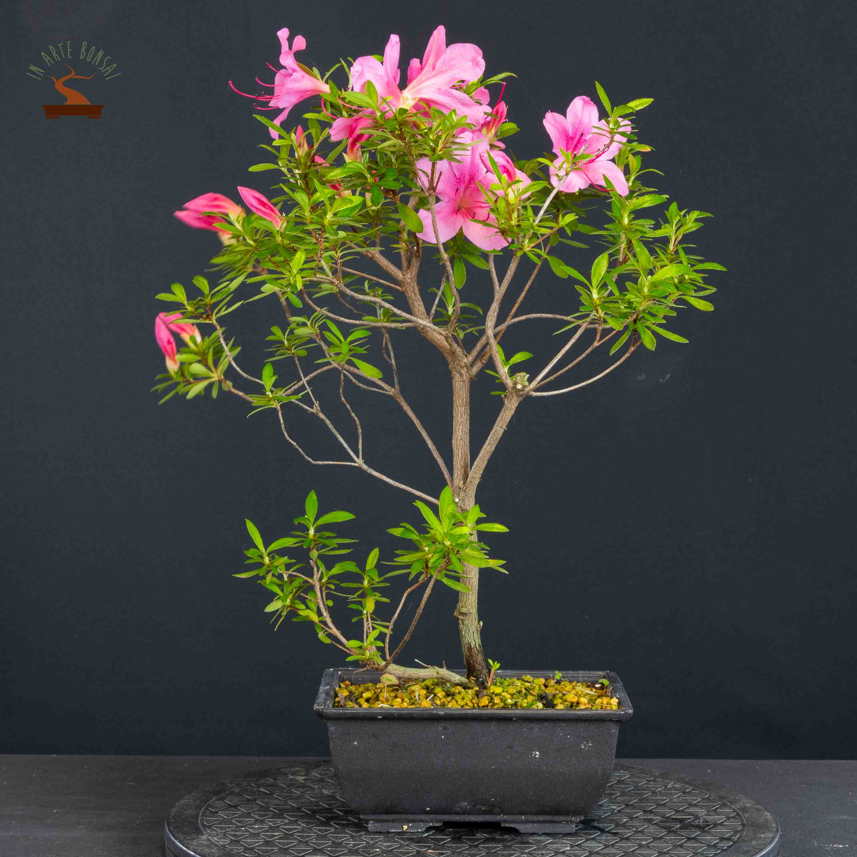 Azalea satsuki var. osakazuki