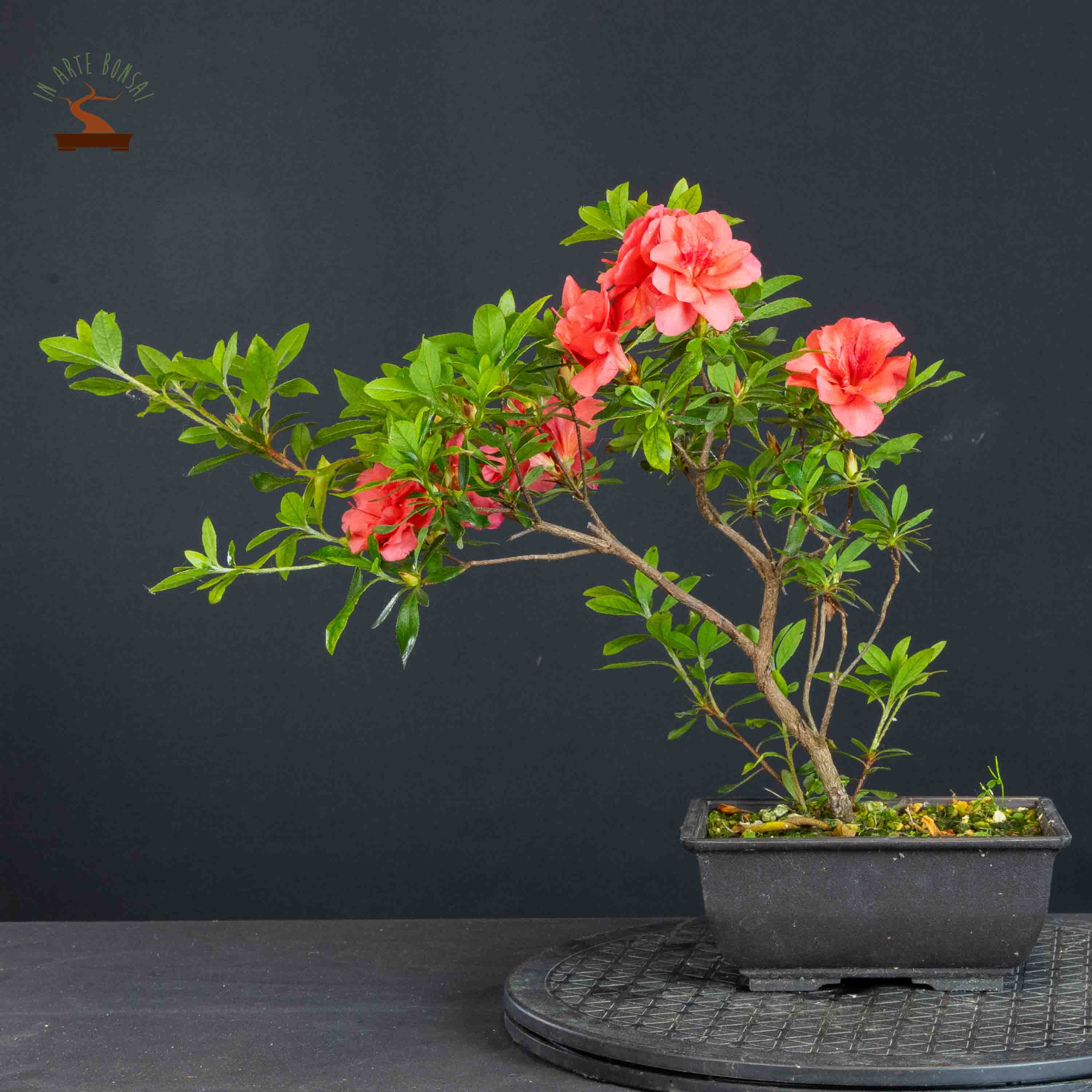 Azalea satsuki var. benibotan
